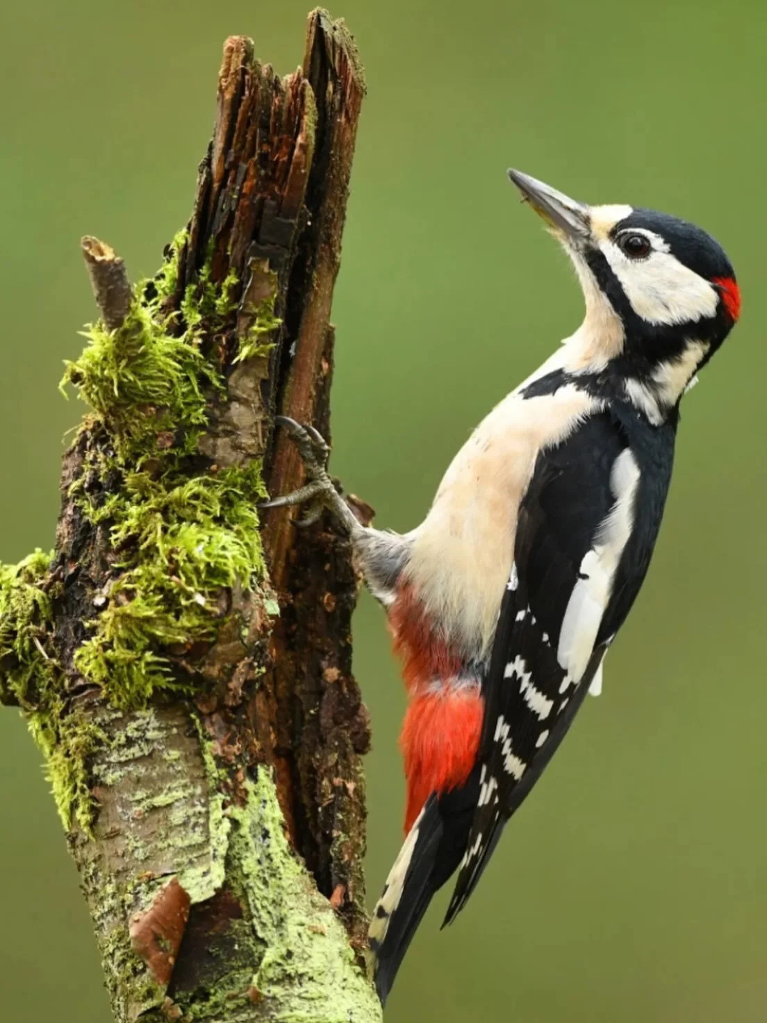 There was a lesser spotted woodpecker in the garden yesterday! Spotted by @camera_lucinda A woodpecker! In Wandsworth in London. Clearly our policy of letting all the trees grow freely and not lopping or pollarding them is helping nature a little. In
