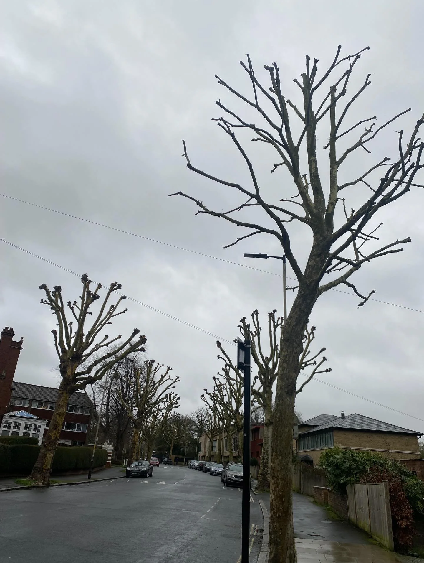 How to ruin a beautiful avenue of trees so that even the crow in the second picture has not a branch left to perch on. This eyesore crime perpetrated by @southwarkcouncil but also happening now (all year round regardless of the law, nesting seasons a