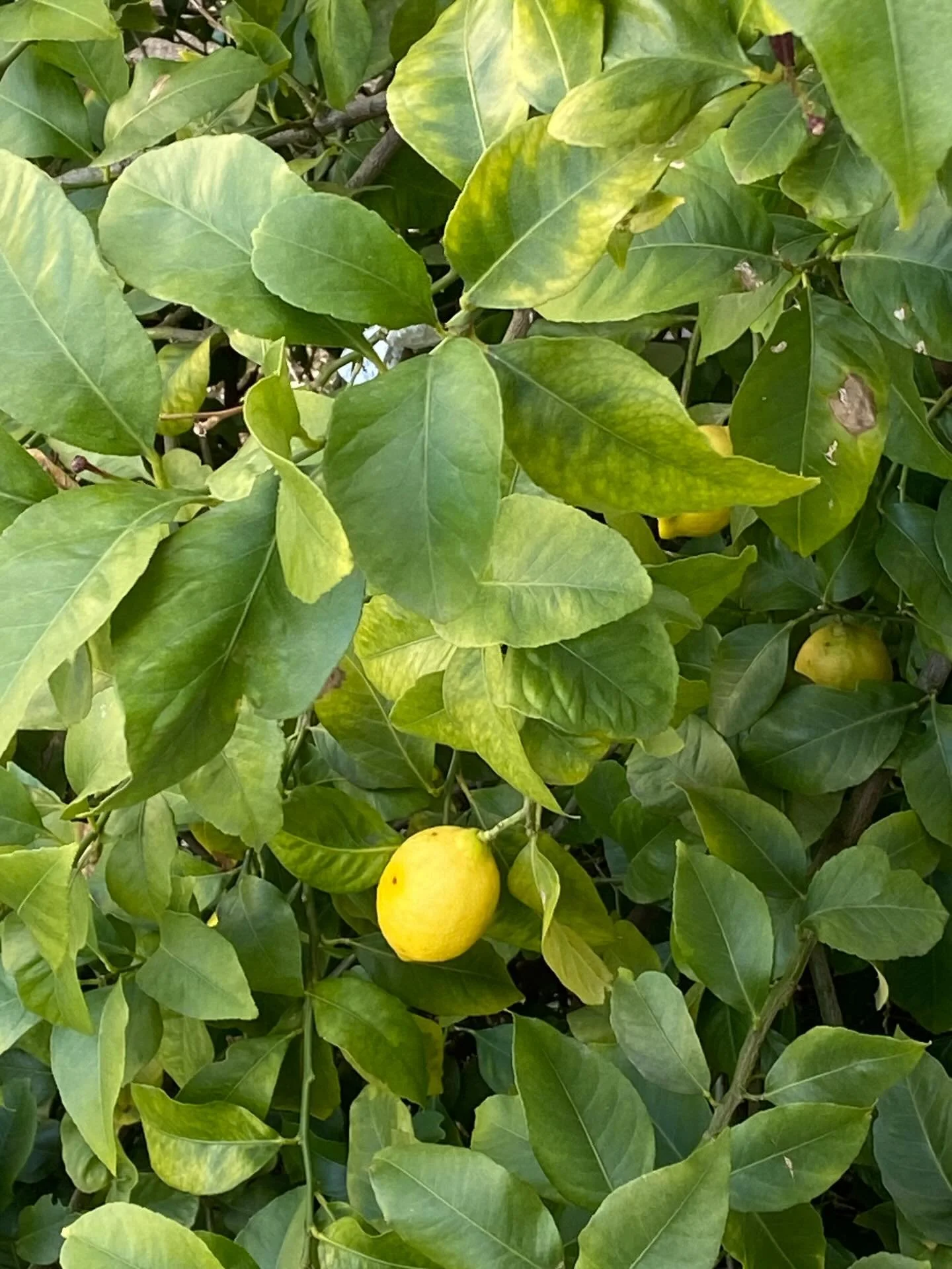 Beautiful surprises while canvassing in #Battersea A mature lemon tree? With ripe lemons in April? I&rsquo;m do confused.