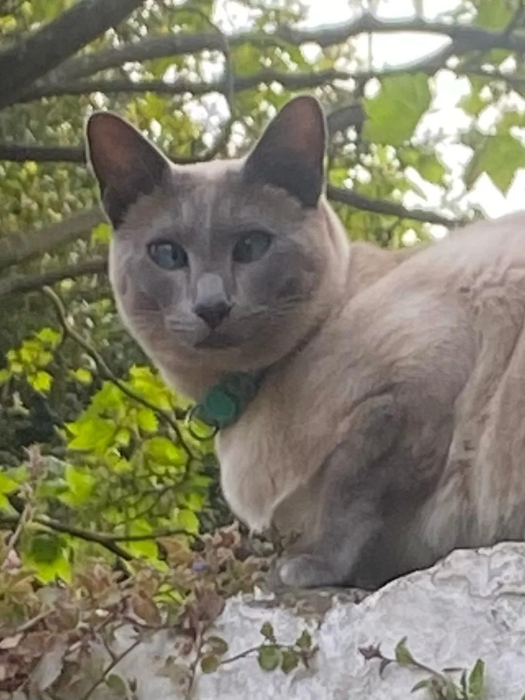 While out canvassing &amp; leafleting for @wandsworthgreens I have seen:
1. A cross eyed Siamese.
2. Heart shaped leaves.
3. Campanula growing out of walls.
4. Views over Battersea I&rsquo;ve never seen before. 
5. Very &lsquo;misleading&rsquo; infor