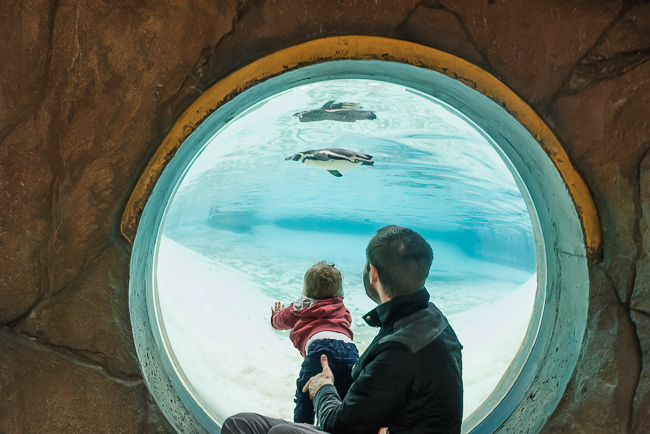 Father and son watching penguins london zoo.jpg
