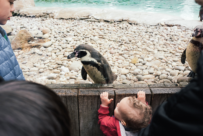London-zoo-penguins.jpg