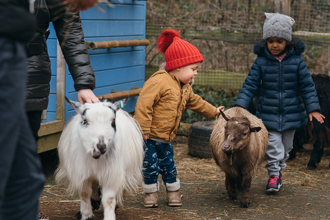 London-zoo-petting-farm.jpg