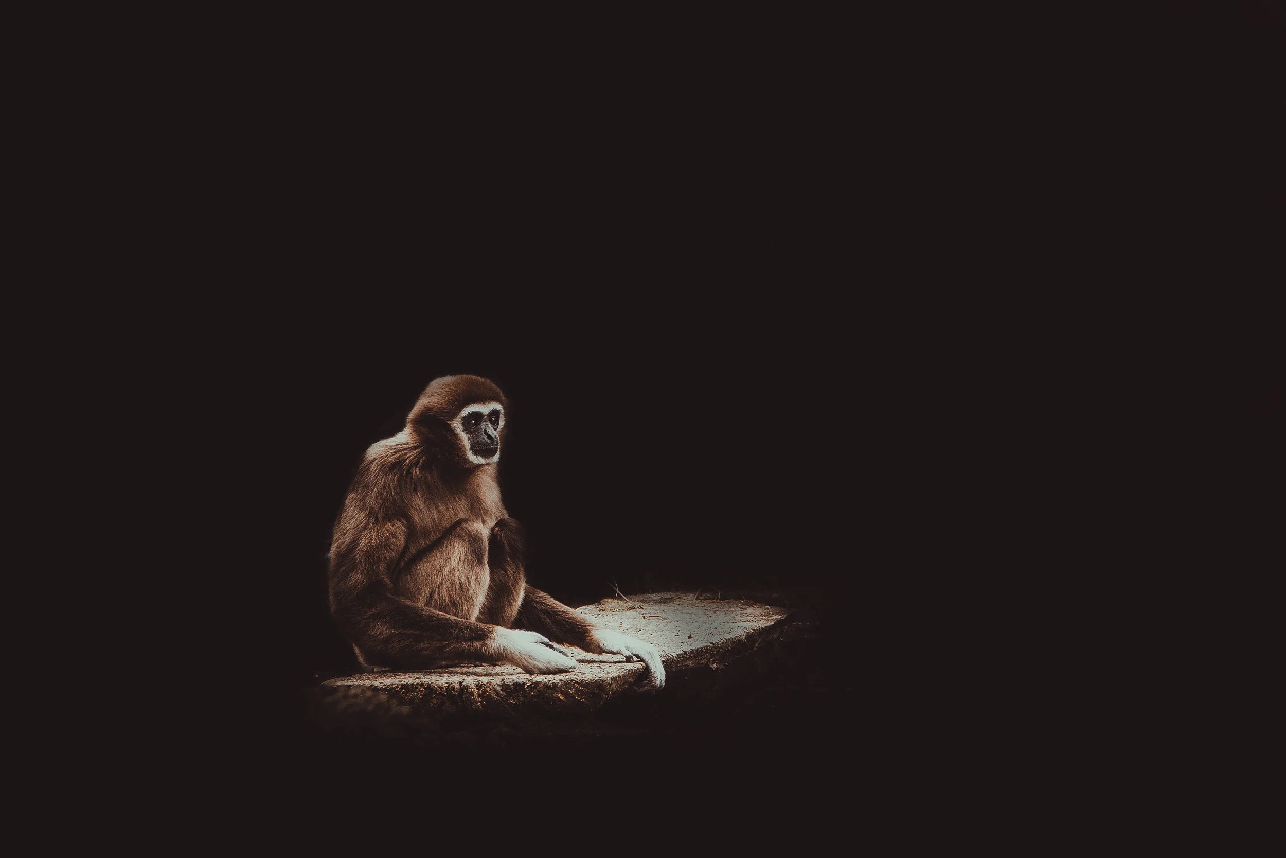 Monkey Typing... 