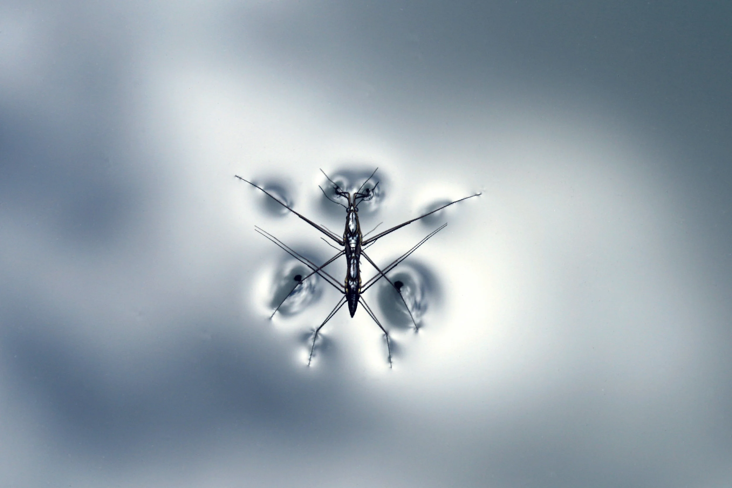Mosquito Energy
