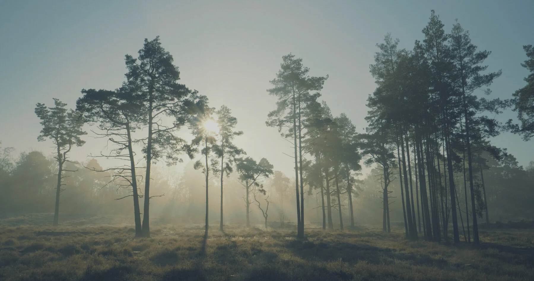 timcoleman net website_7.JPG