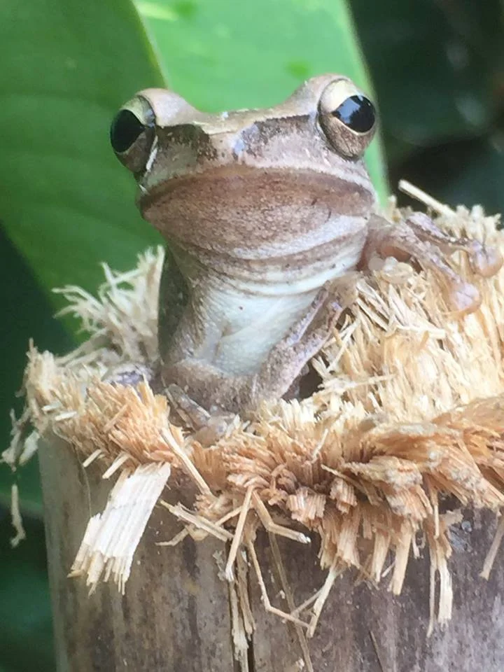 Frog.jpg