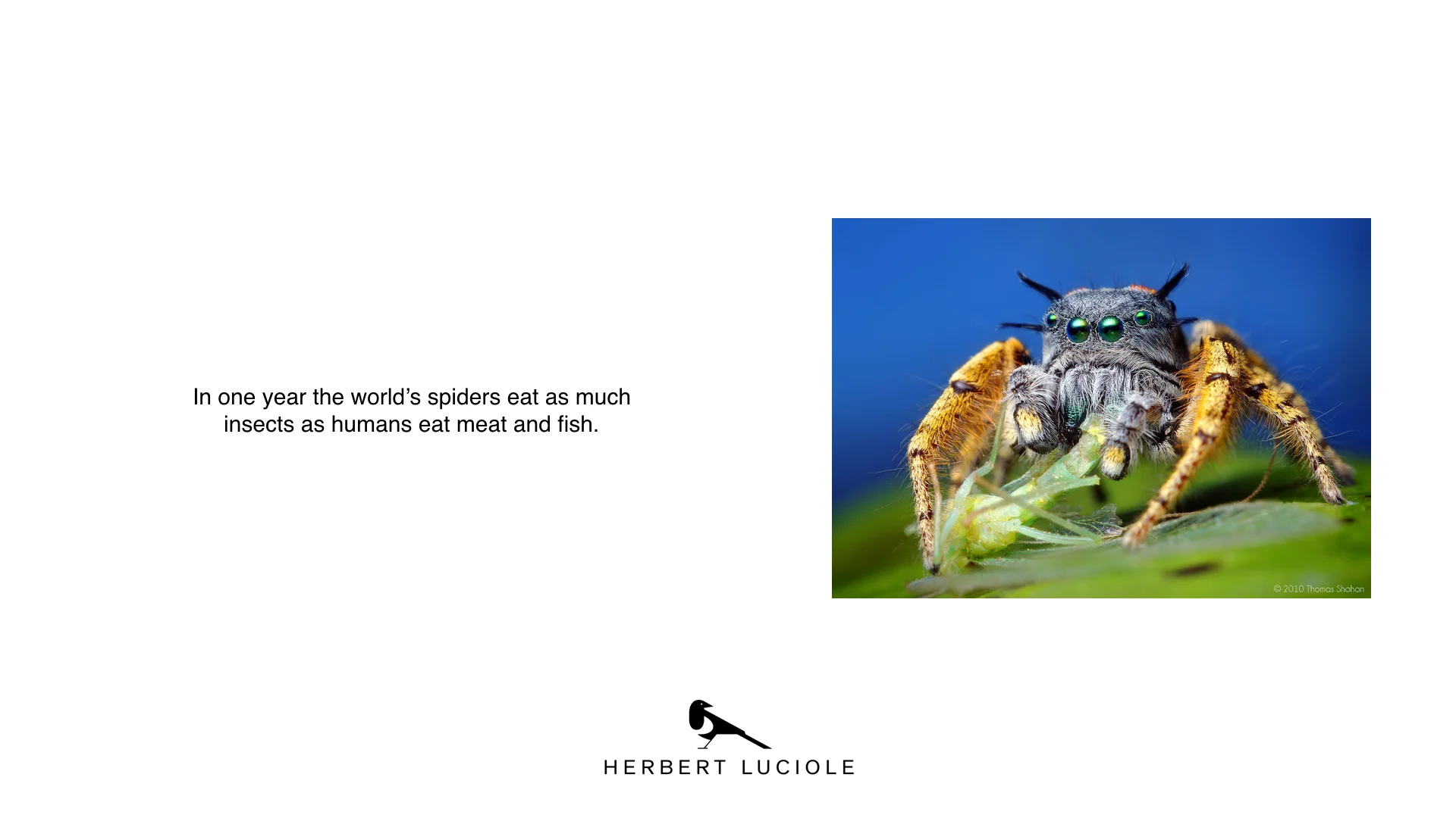 Spider biosphere Explained.005.jpeg