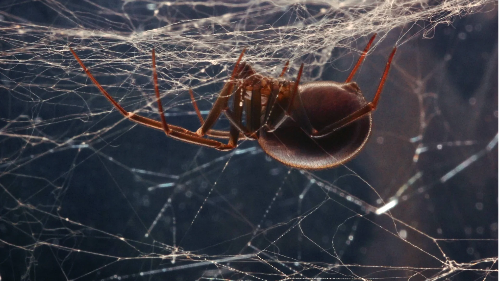 Spider biosphere Explained.004.jpeg