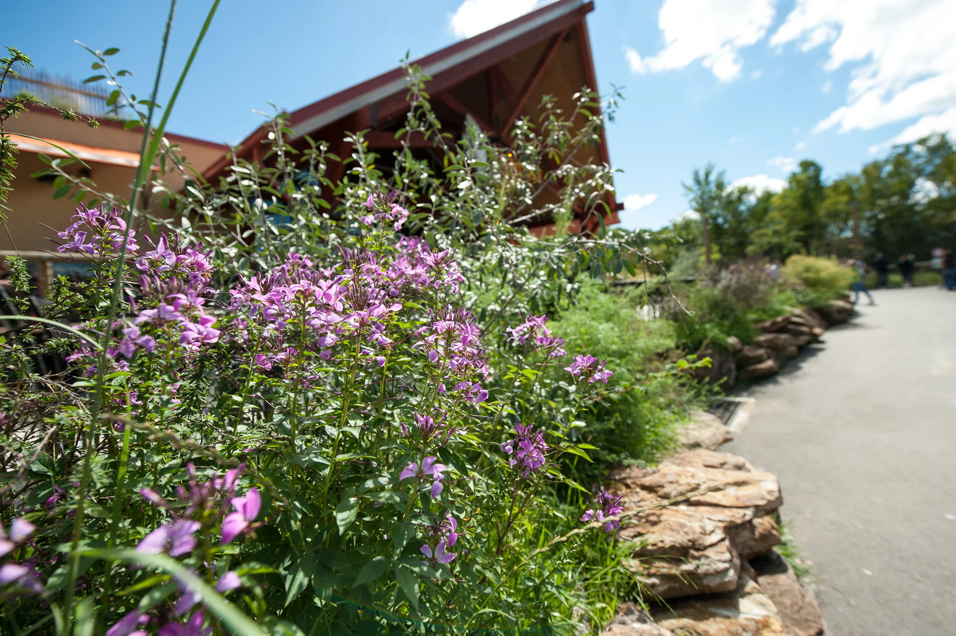 Iron Garden Walk Photo by Rick Darke.jpg