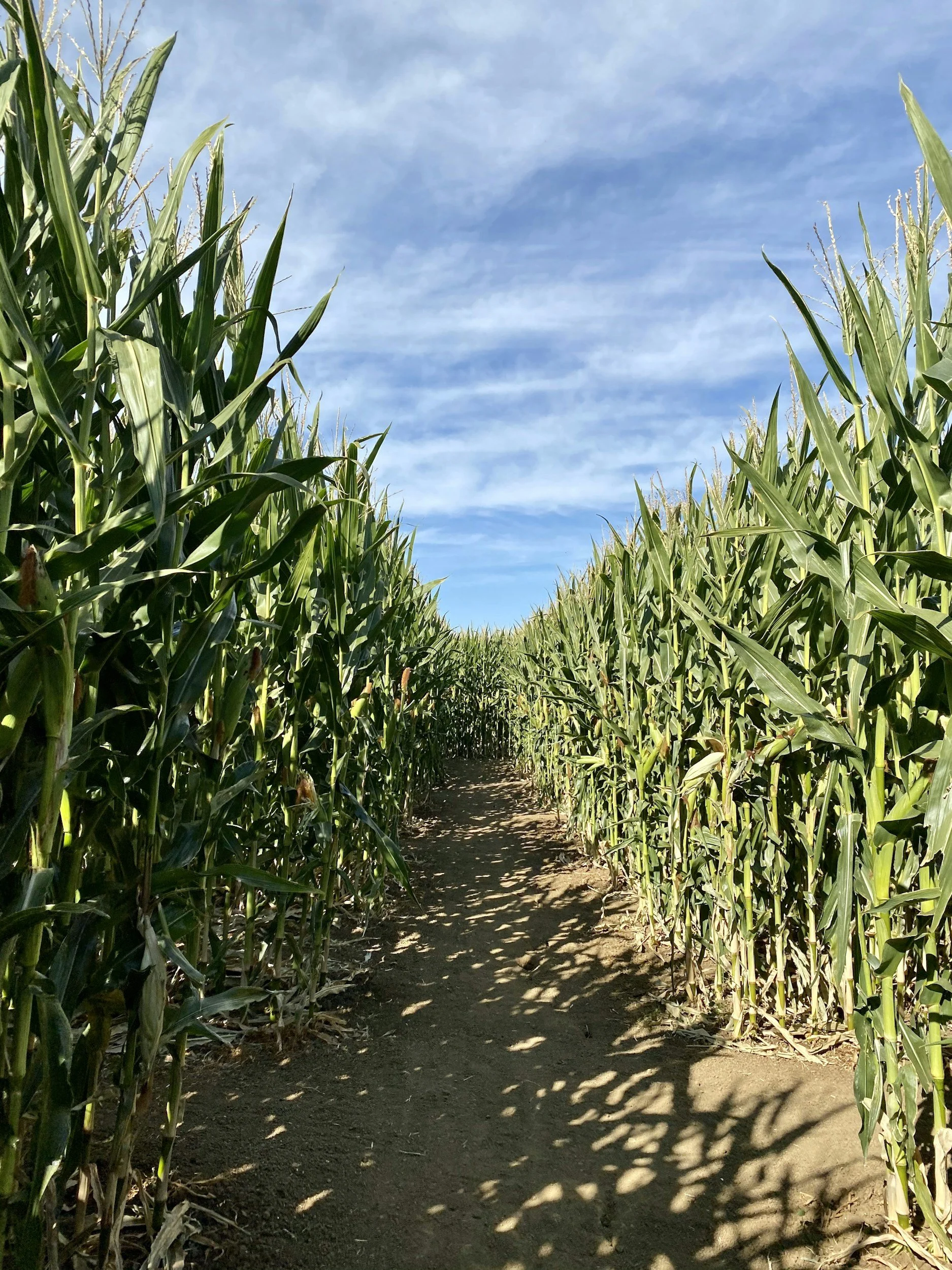 Young People's Corn Maze