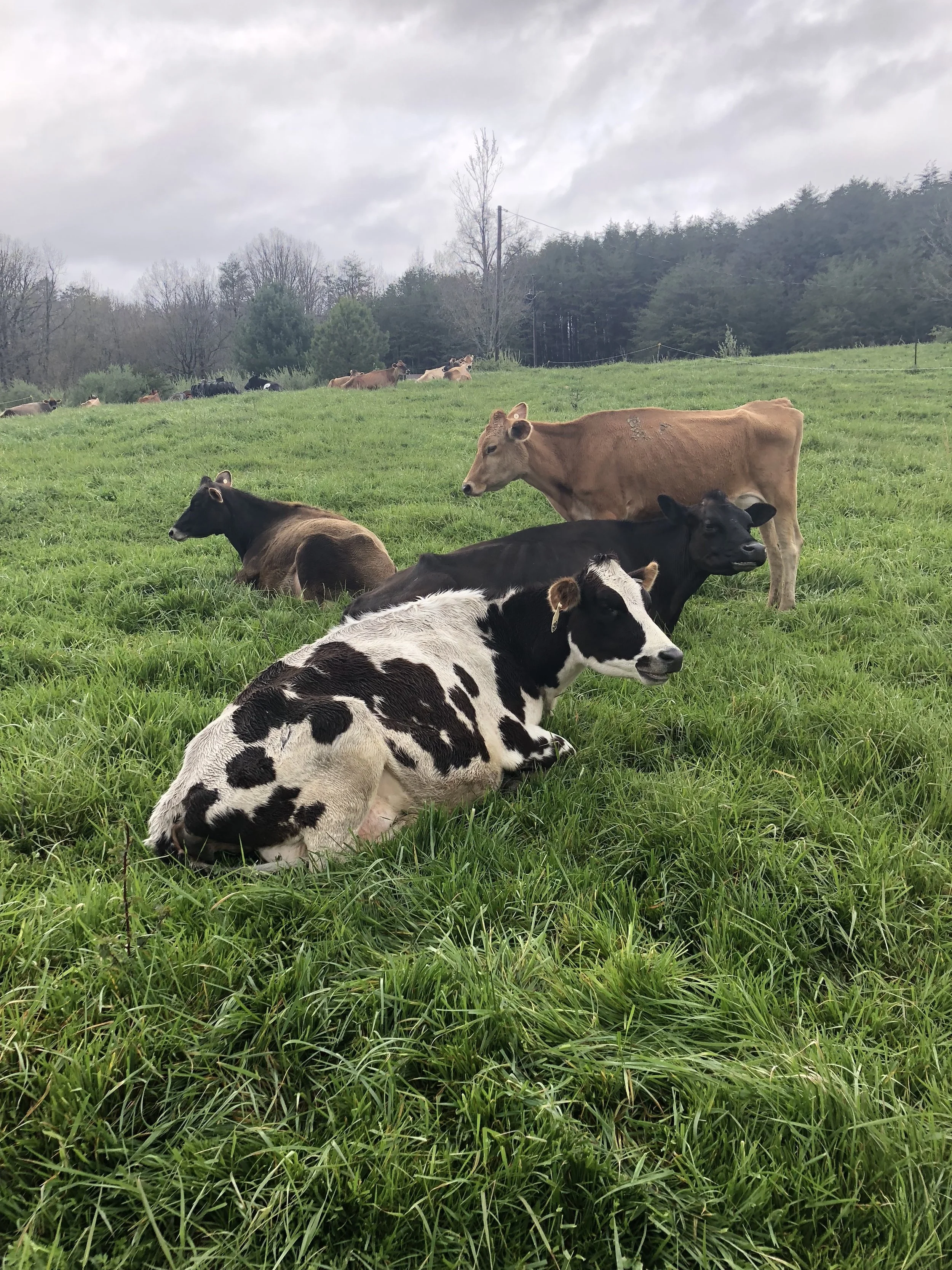 Cows of a different color