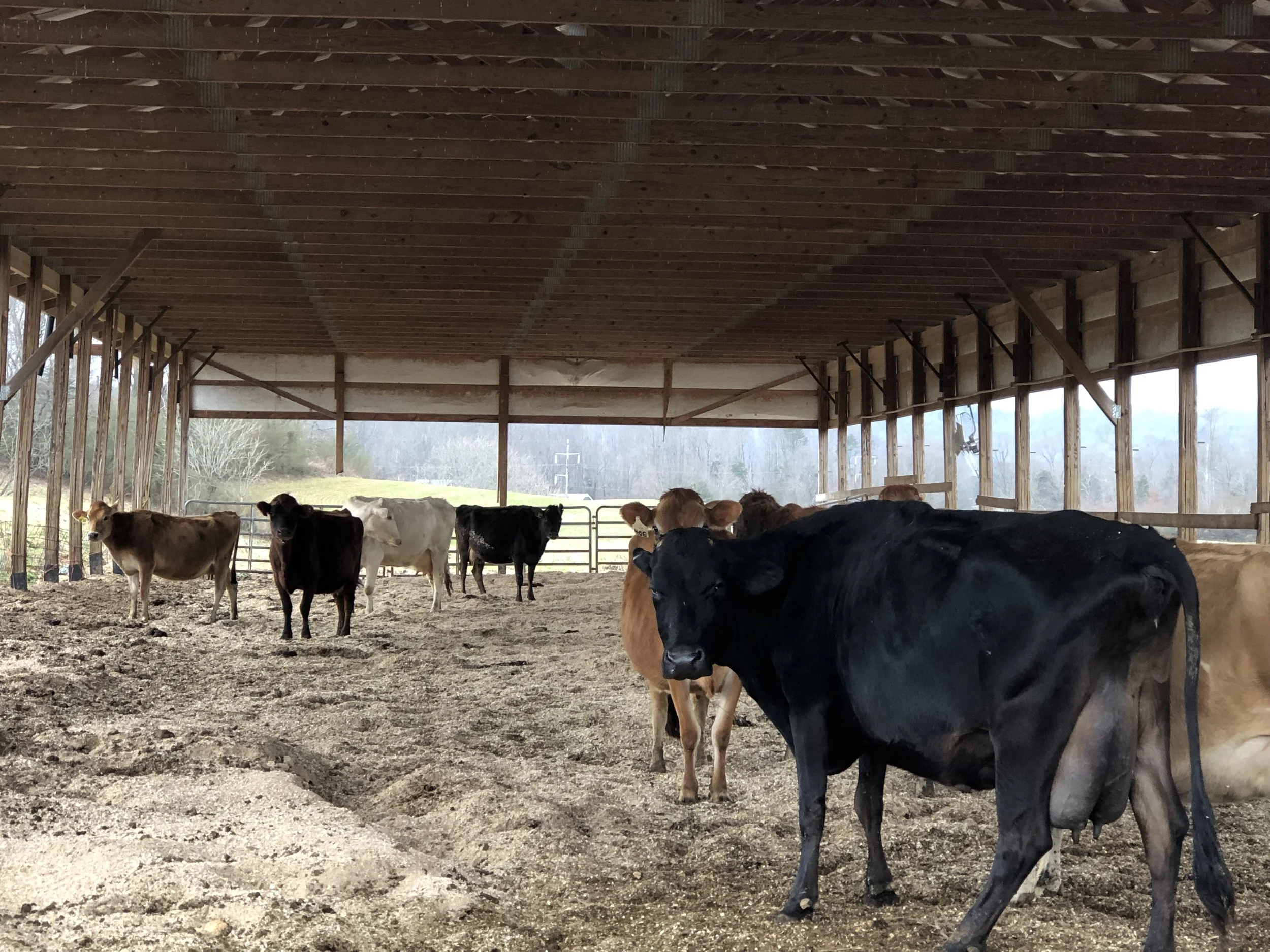 Happy, dry, clean cows enjoying the large barn with fresh wood shavings.