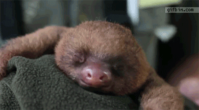 sloth.gif