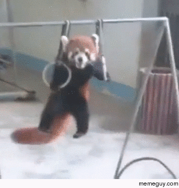 racoon.gif