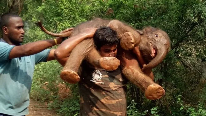 Baby Elephant Carry.jpg