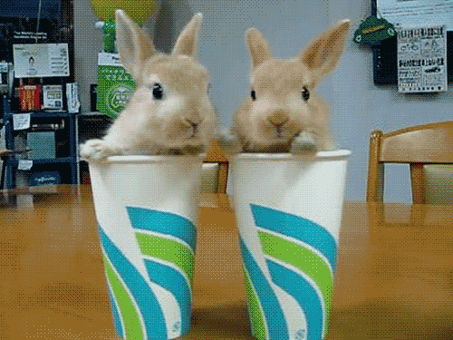 rabbits.gif