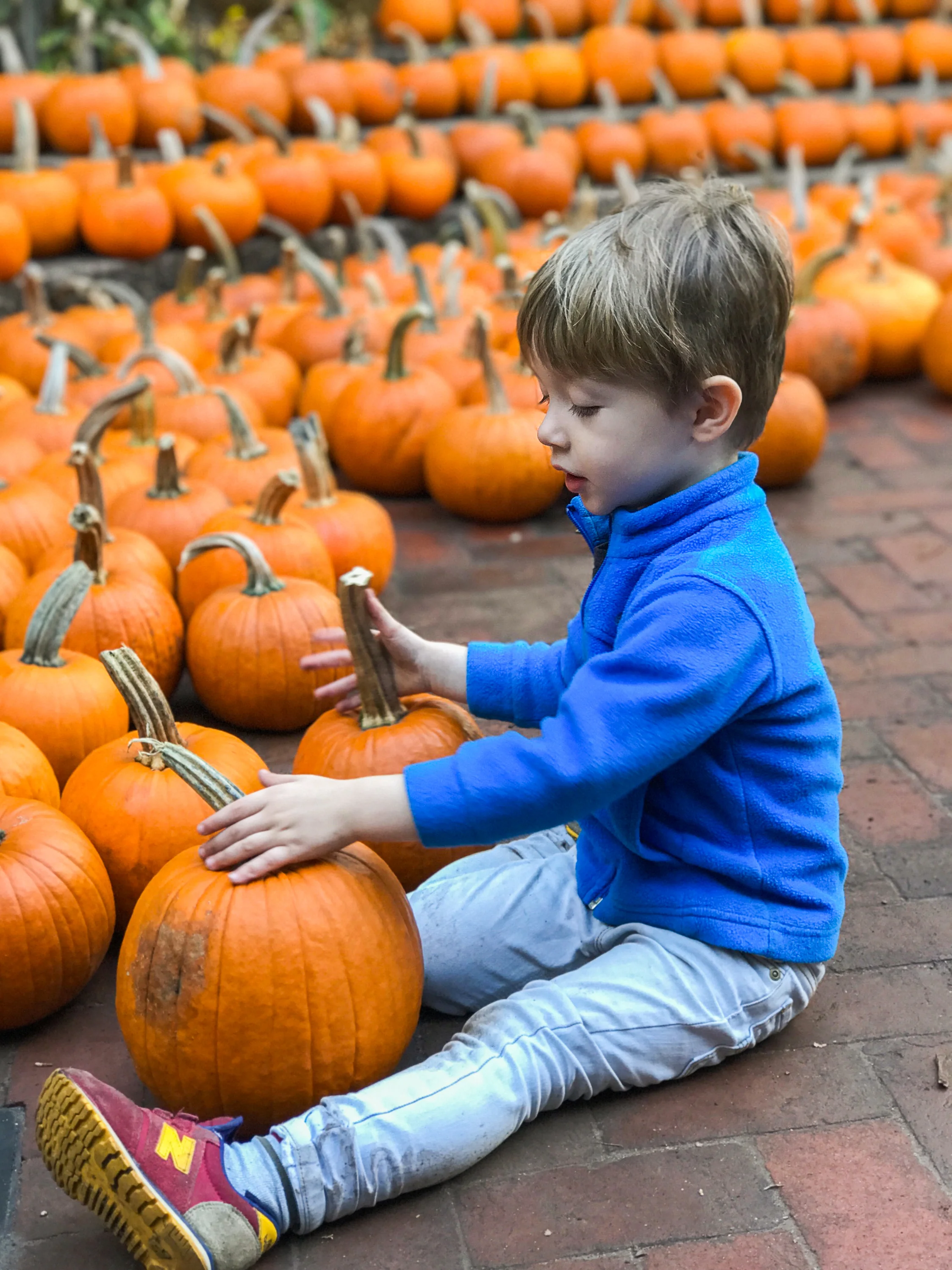 beansprouts pumpkins-1.jpg
