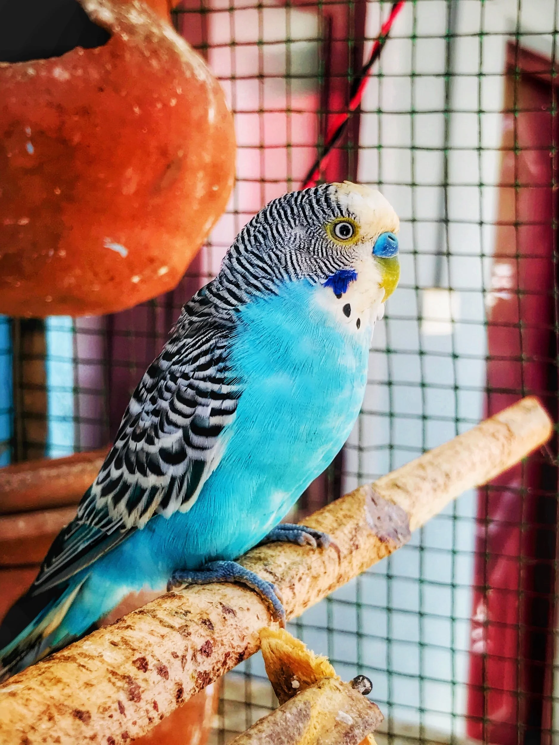 Second Sunday of Advent | December 6, 2020