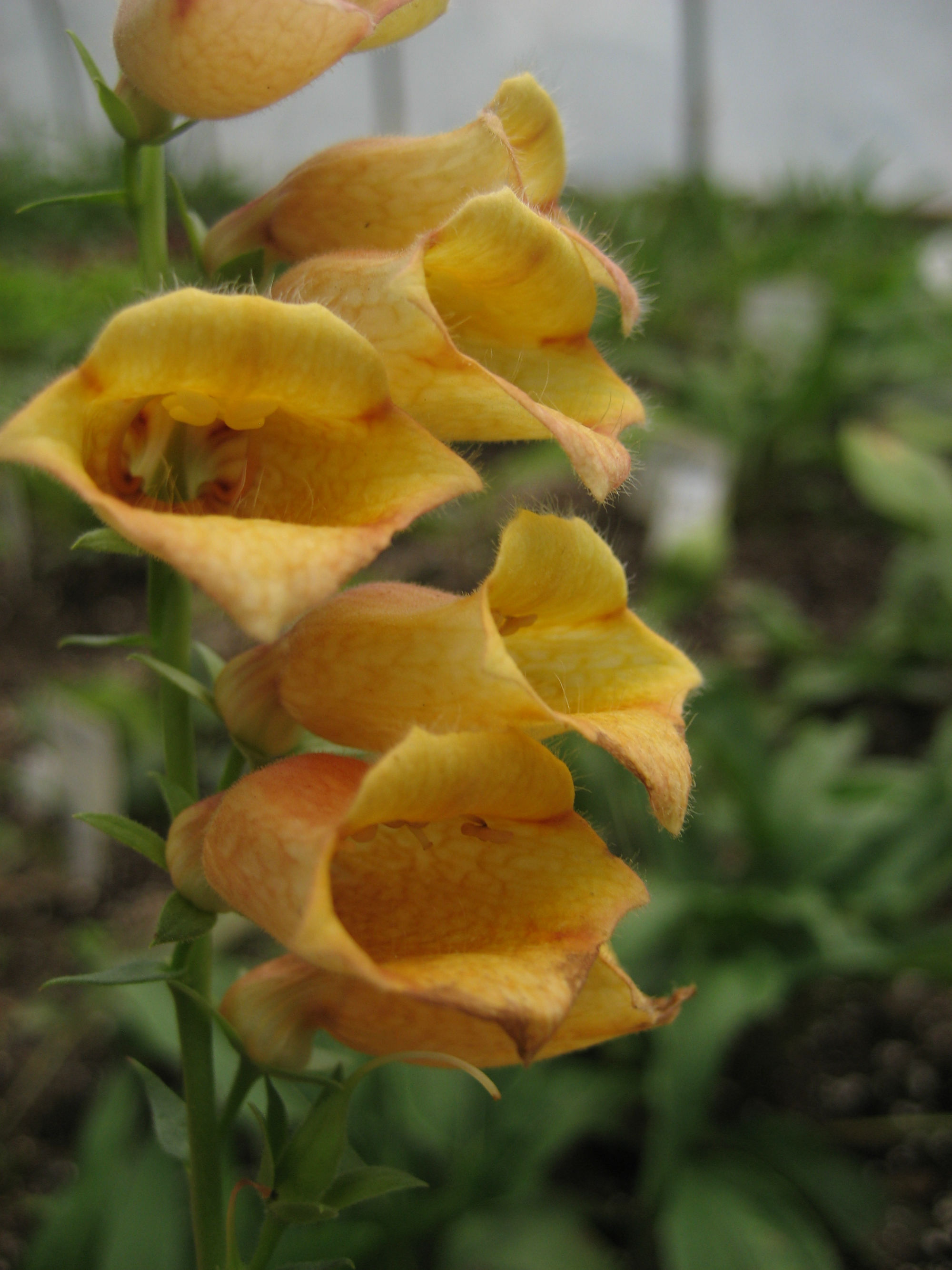 Digitalis 'Goldcrest2'_opt.jpg