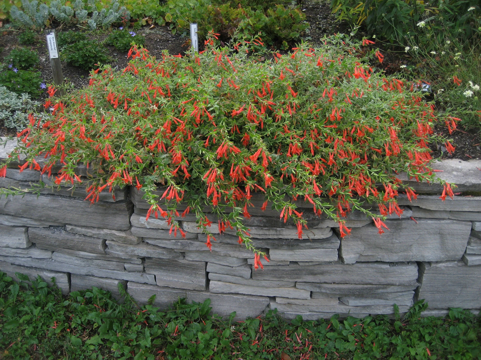 Zauschneria  'Orange Carpet'_opt.jpg