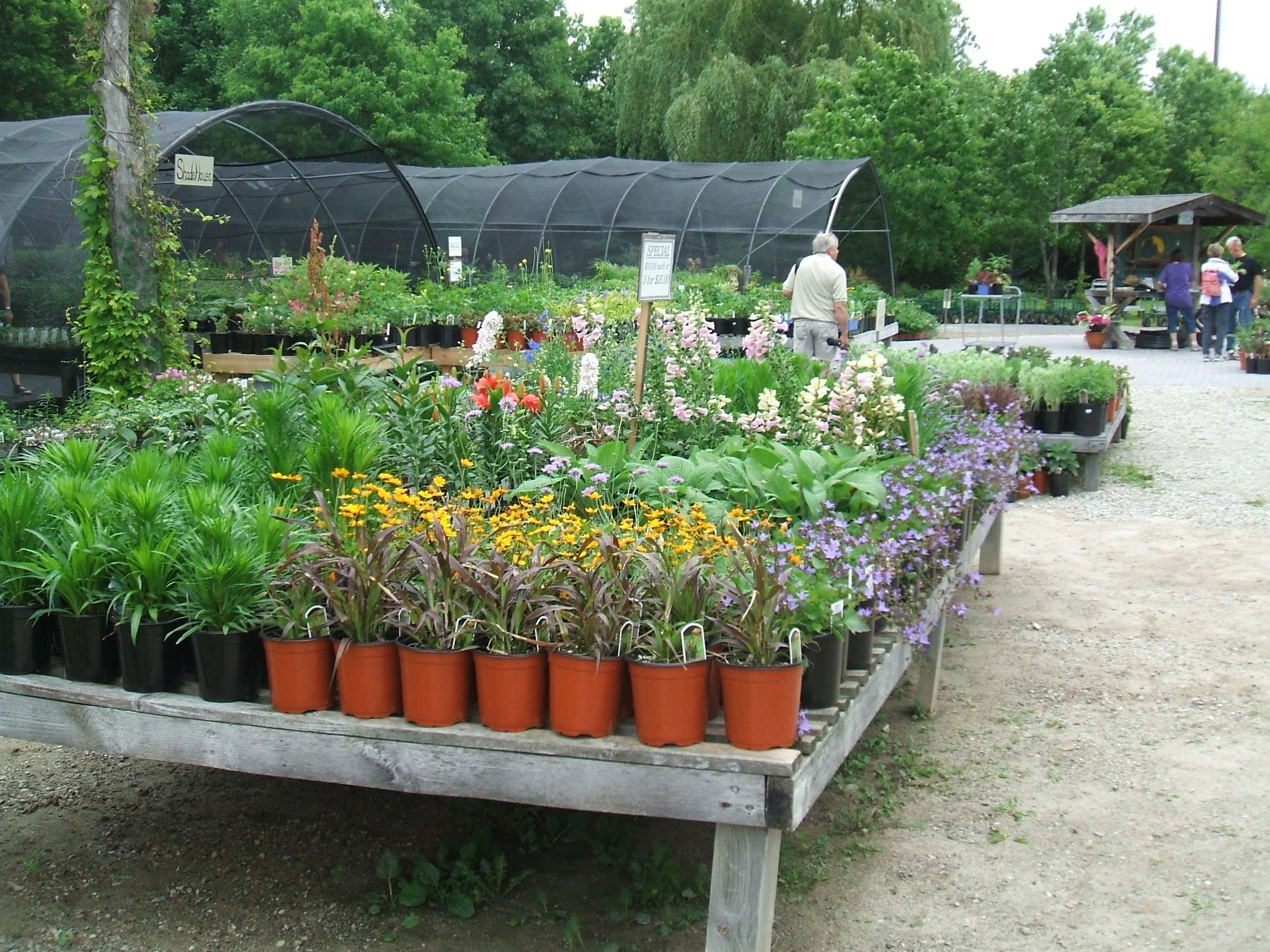 Kiwi nursery plant tables.JPG