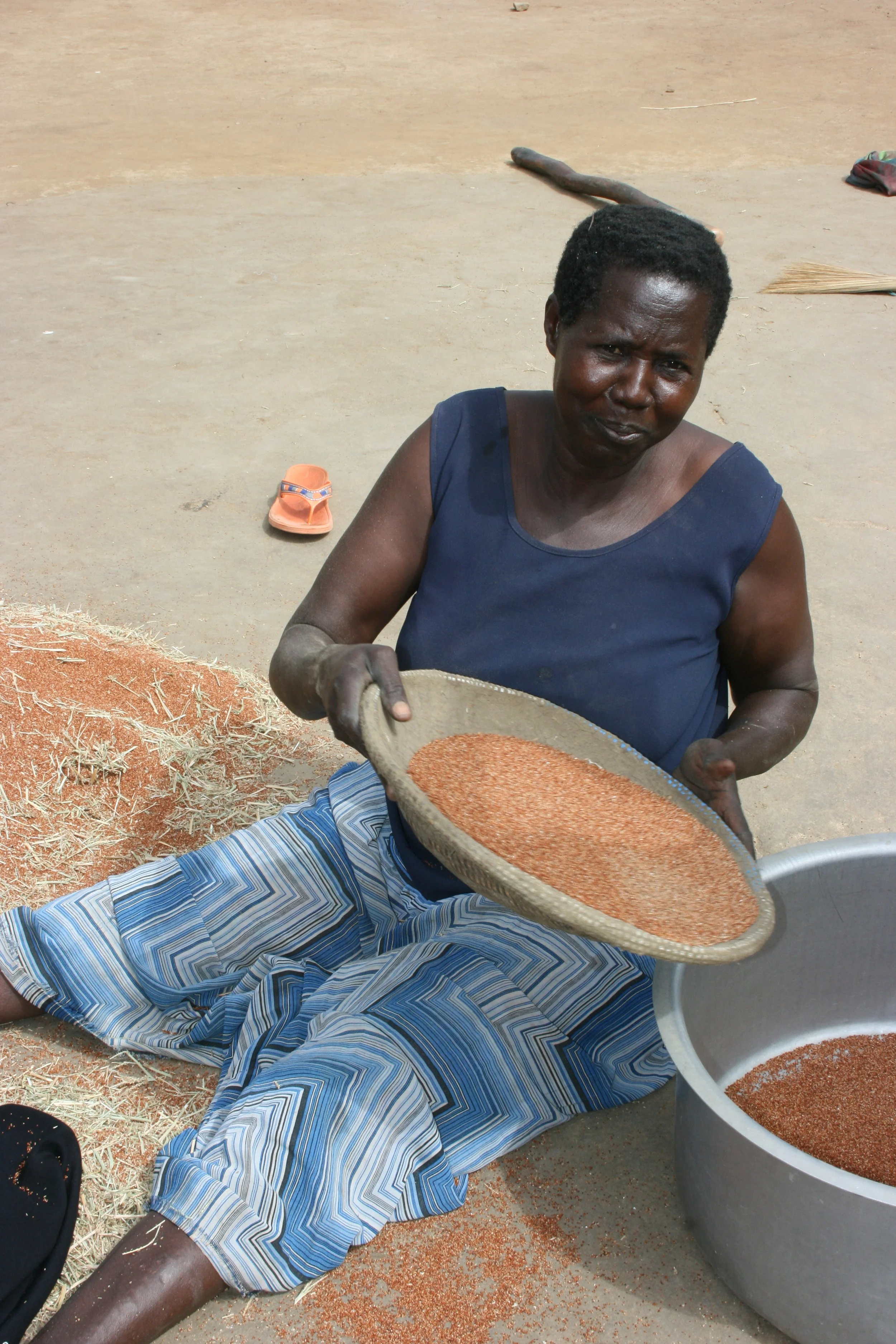 Millet being prepared for cooking