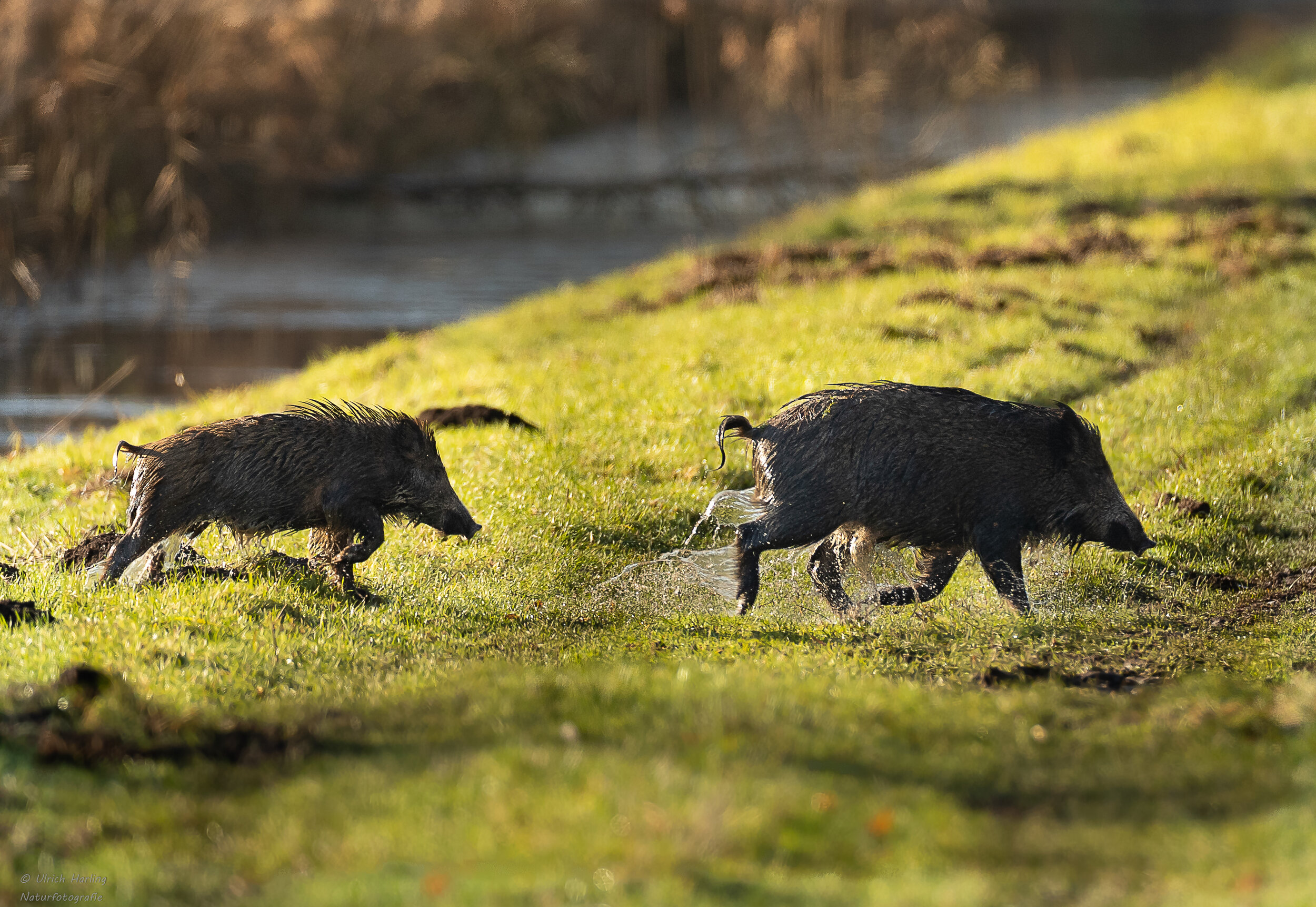 Rotte Fanggraben  1-1.jpg