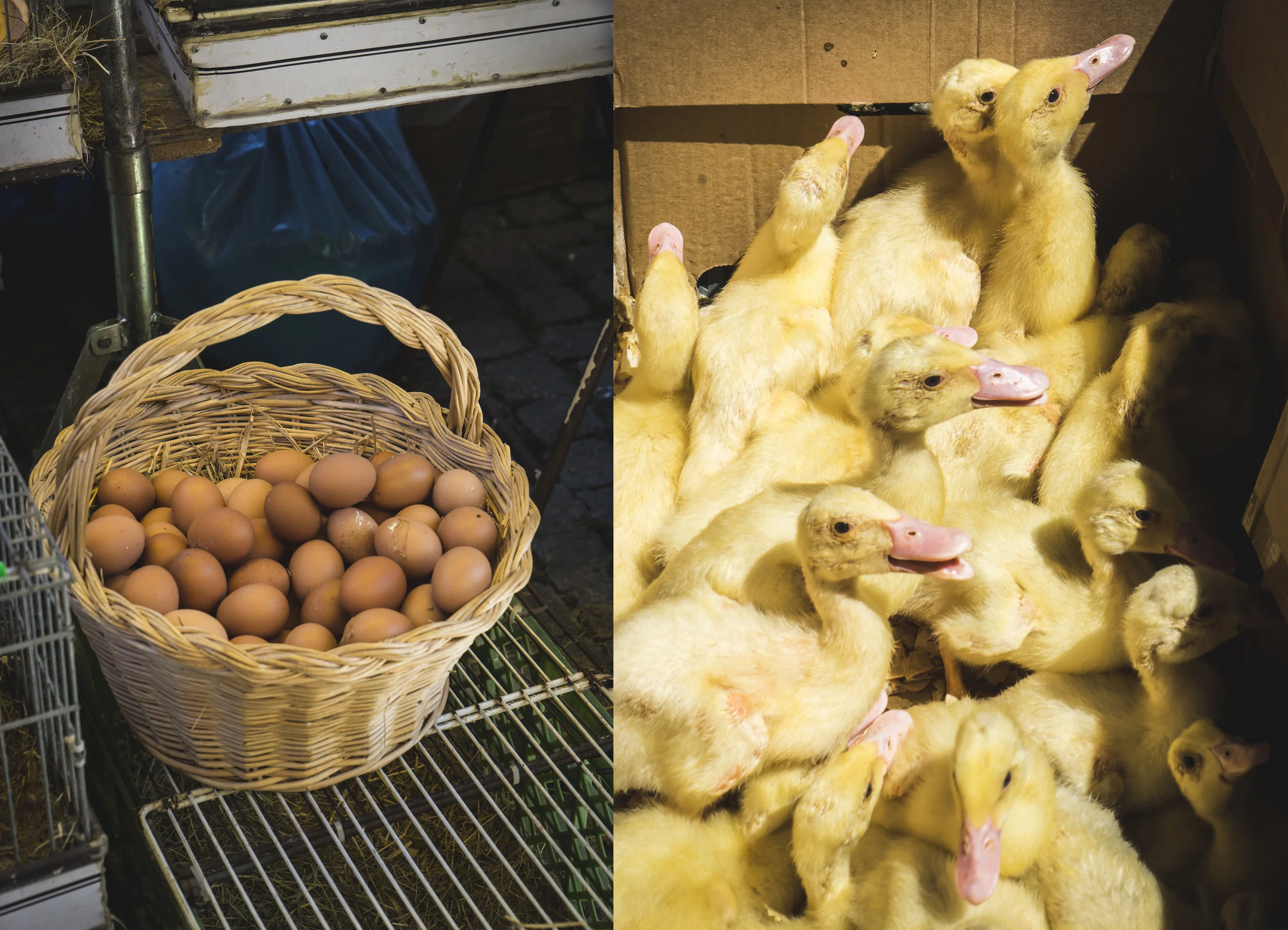farm eggs.jpg