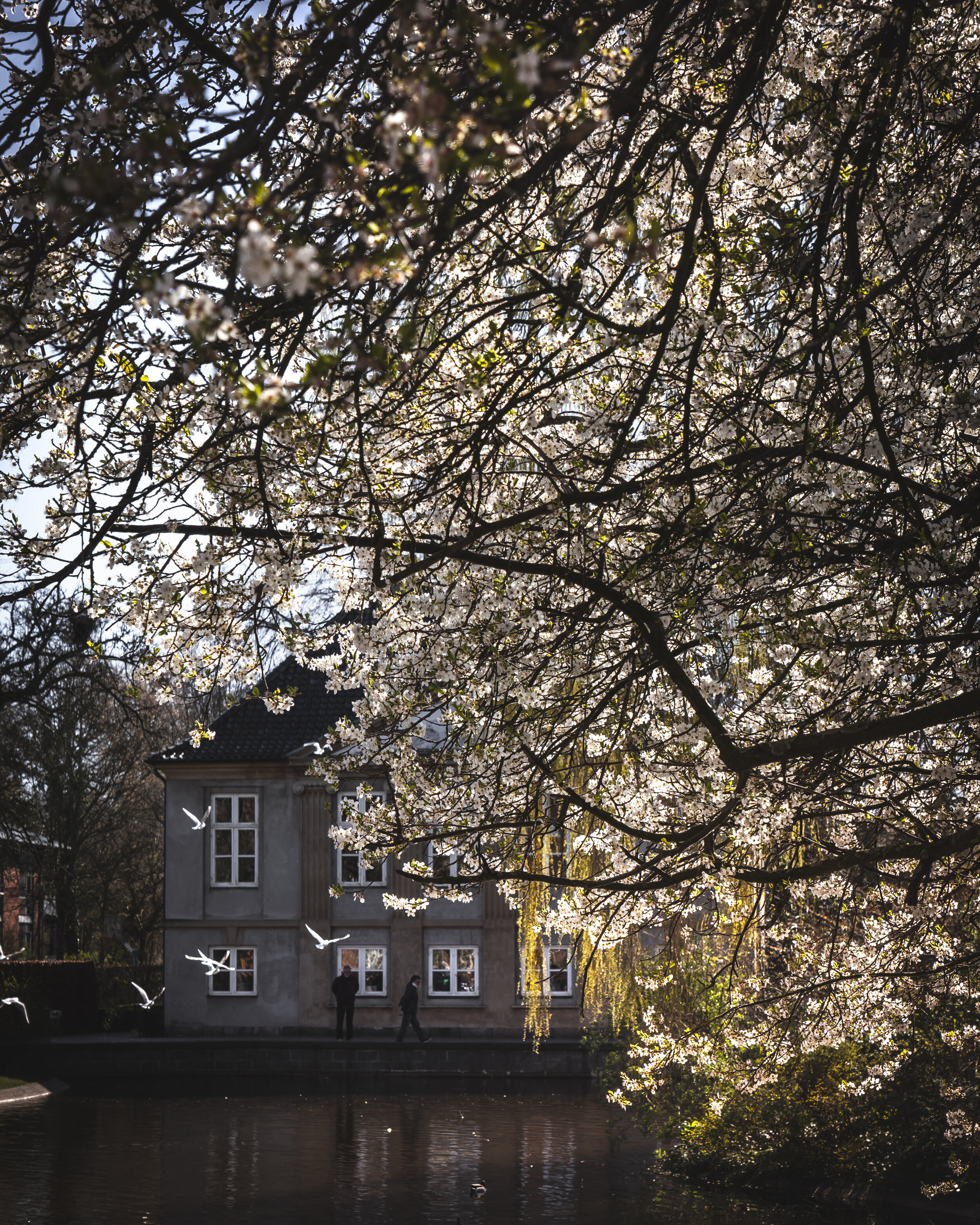 Copenhagen_white birds flying.jpg