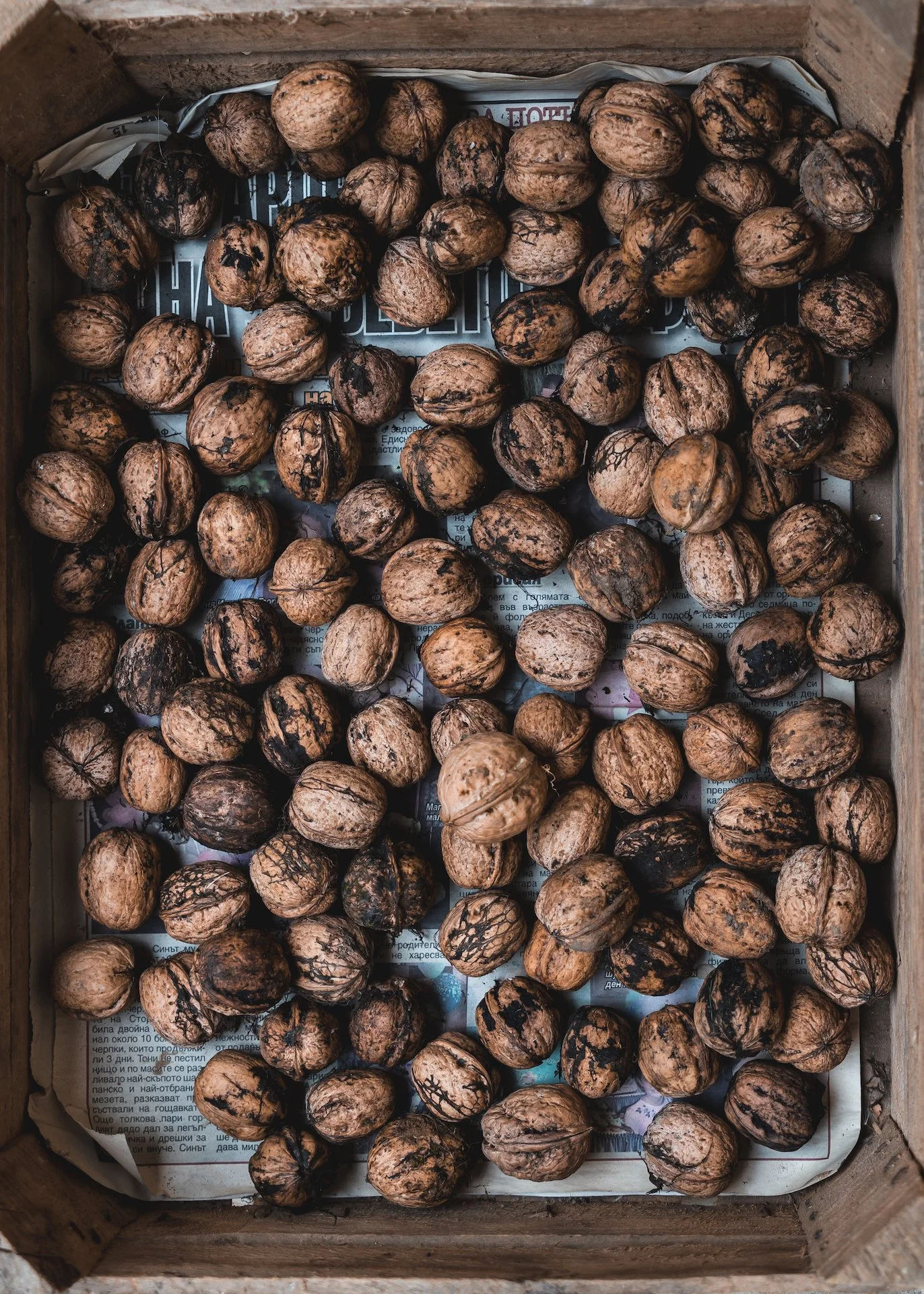 resized_Bulgaria 2022_walnuts copy.jpeg