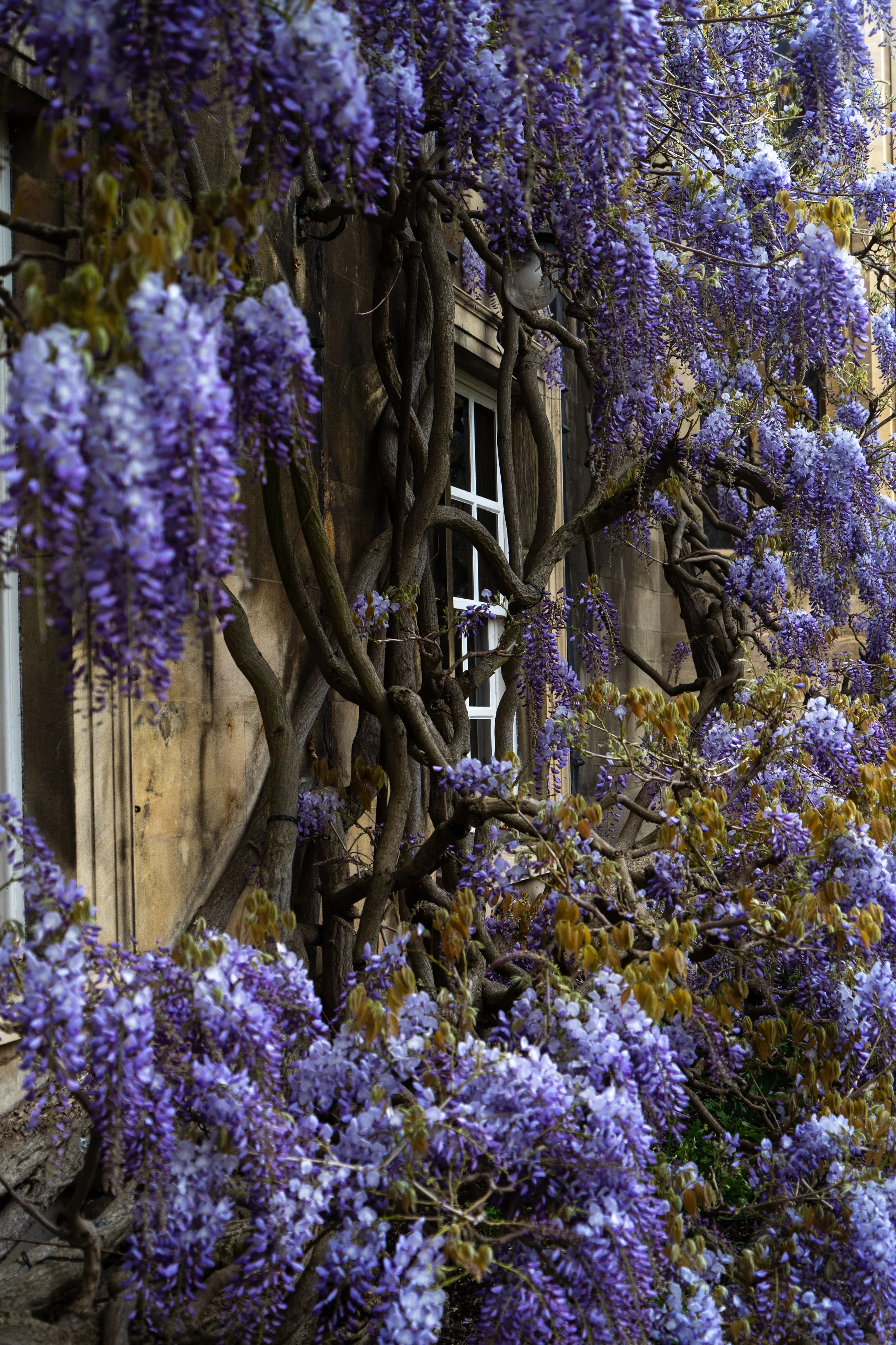 April in the UK_2024-79.jpg