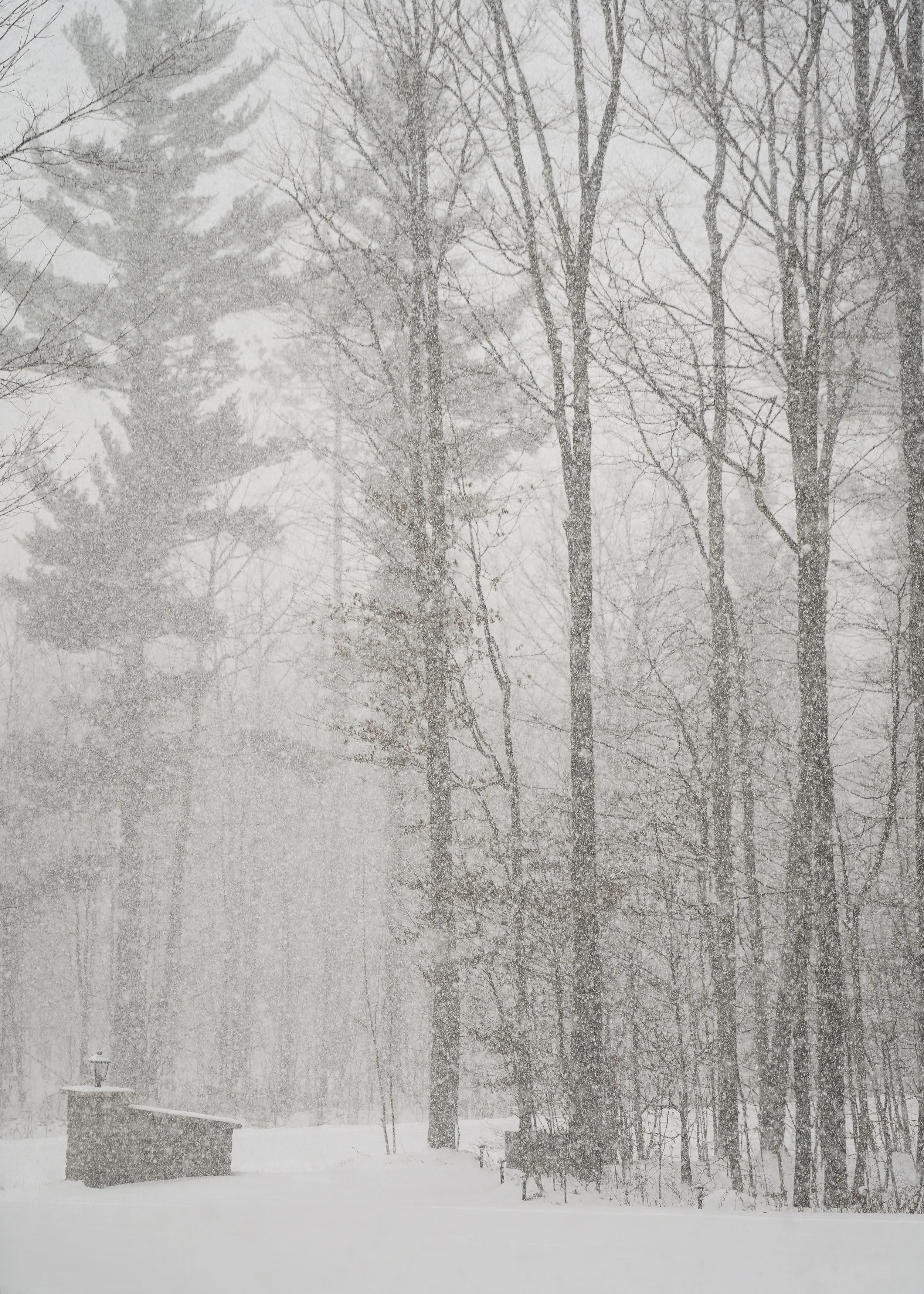 December 2024_winter.jpg