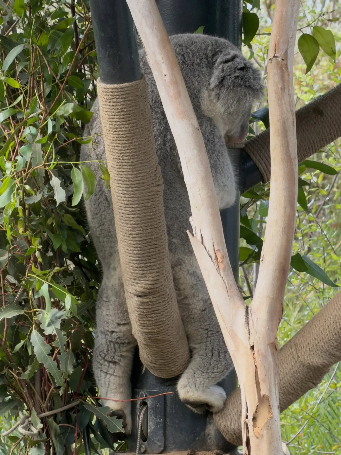 The word &ldquo;bear&rdquo; gets thrown around pretty loosely.