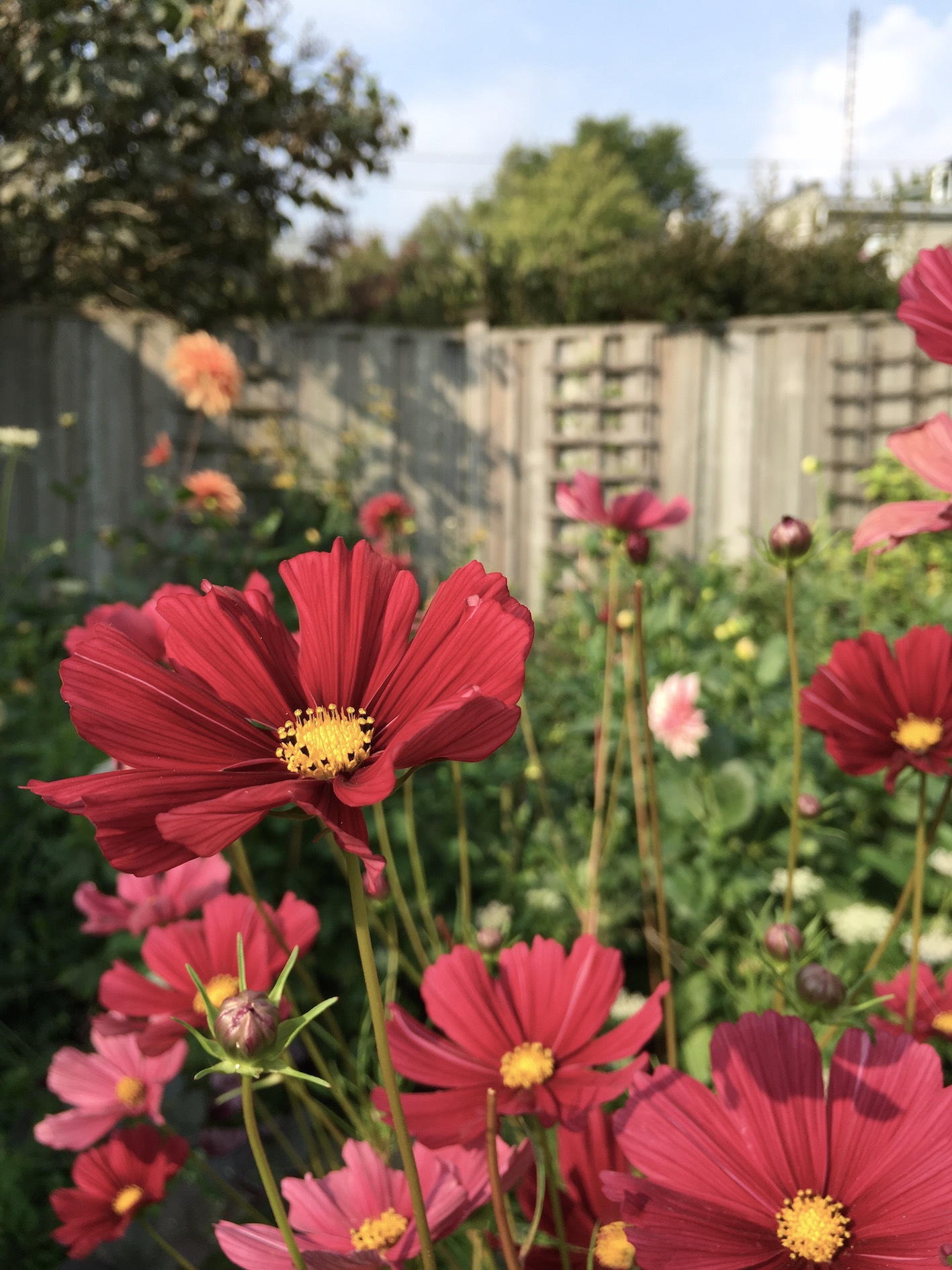 Cosmos Rubenza.jpg