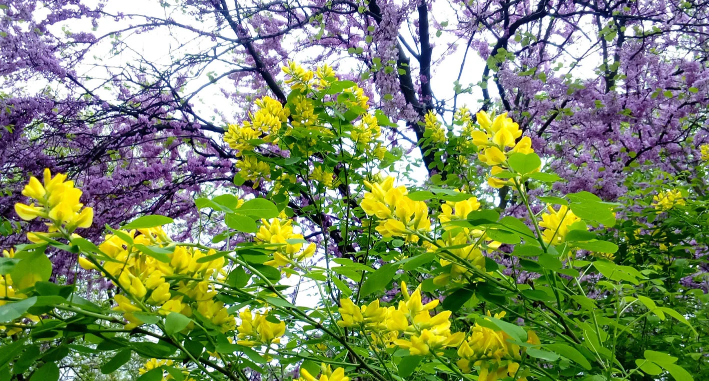 Spring flowers in Belgrade's Botanical Garden