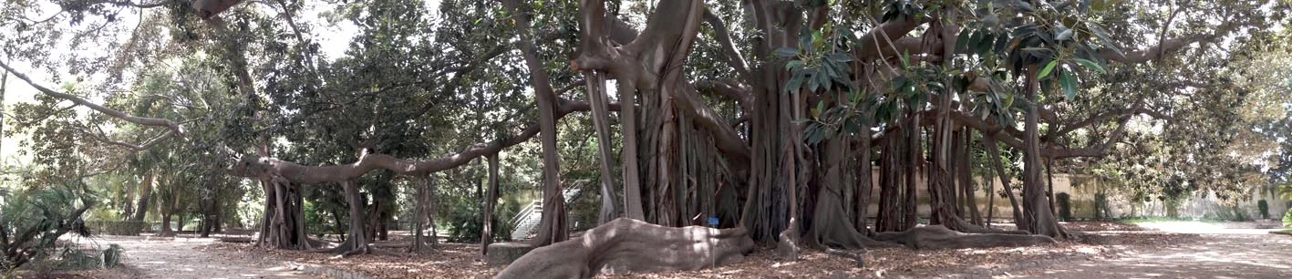 Giant Fig Tree at Palermo’s Botanical Gardens