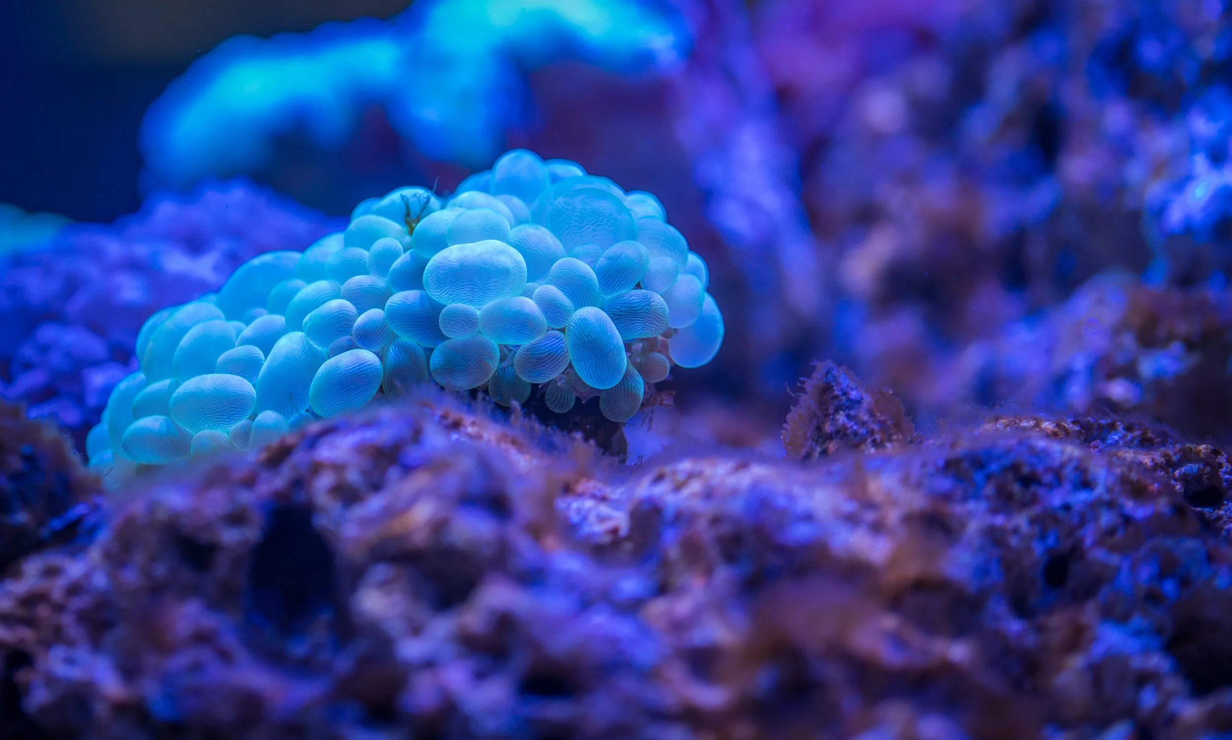 coralbleaching.jpg