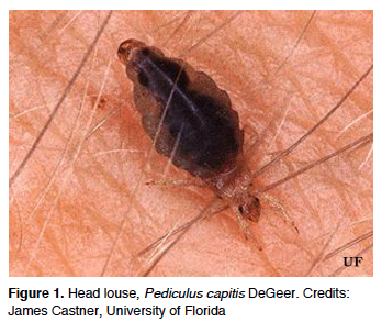 Mini Lice Facts of Lice | The Lice Lounge