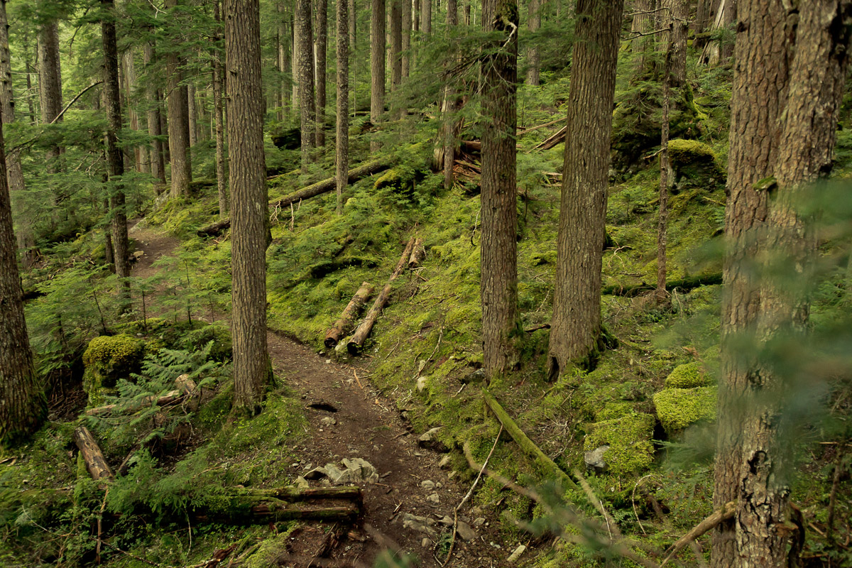 cheakamus-lake-trail-JJ054058-web.jpg