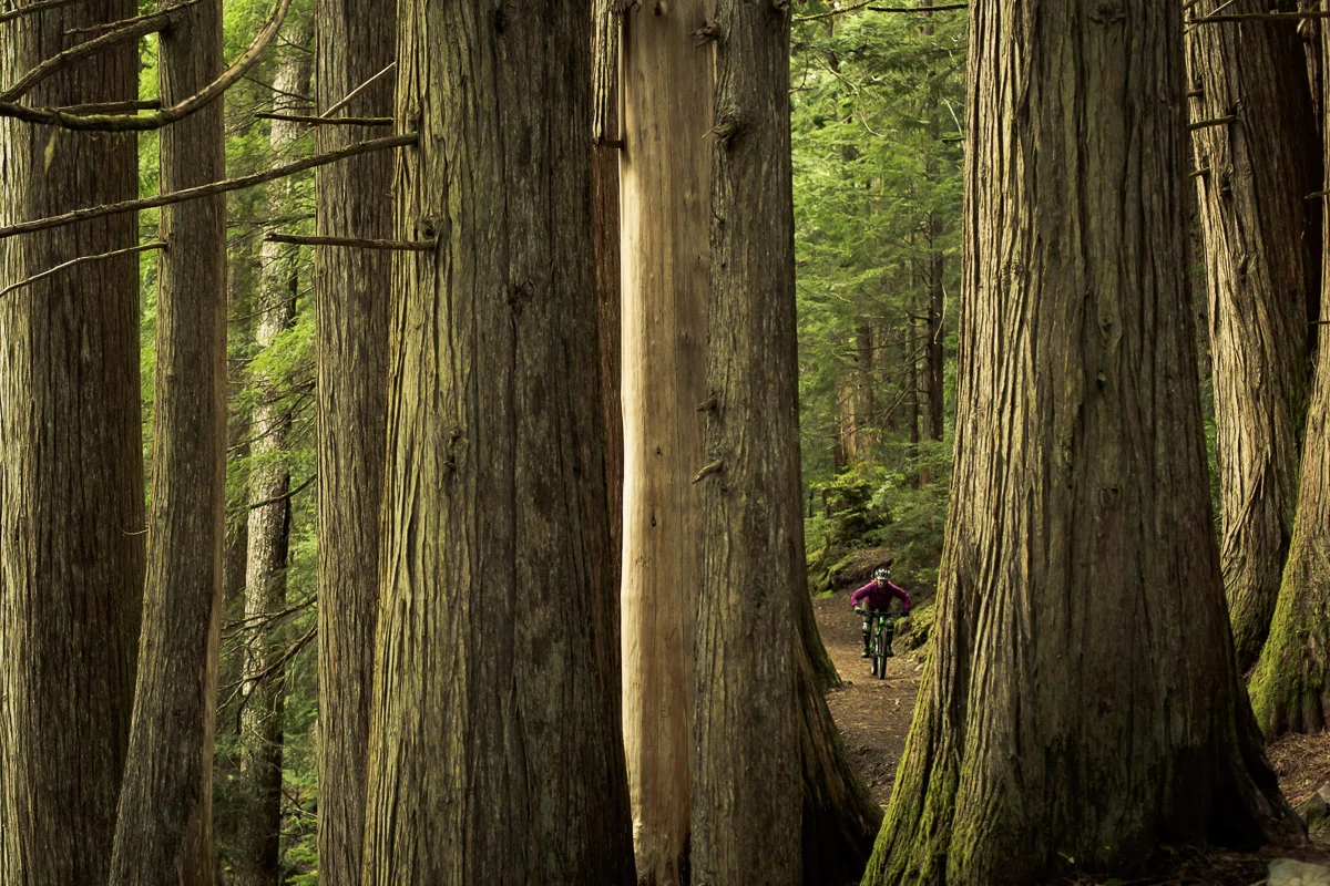 cheakamus-lake-trail-JJ054063-web.jpg