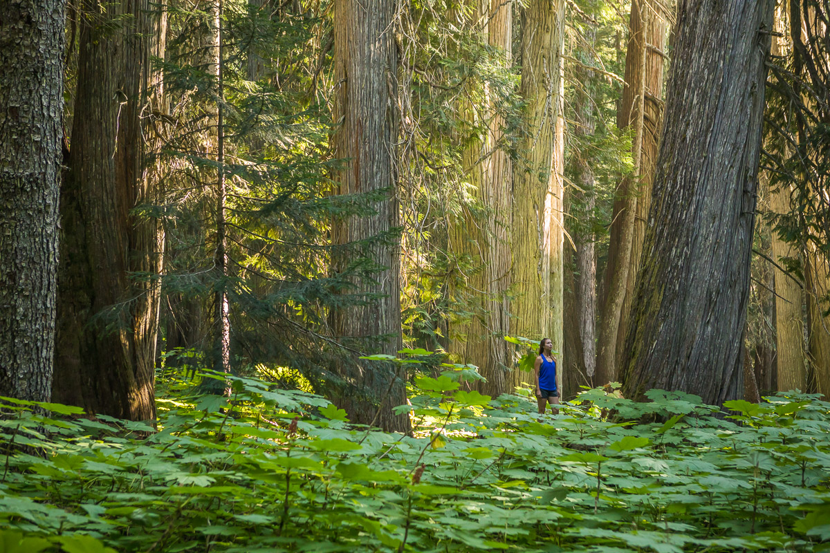 giant-cedars-whistler-JJ073445-web.jpg
