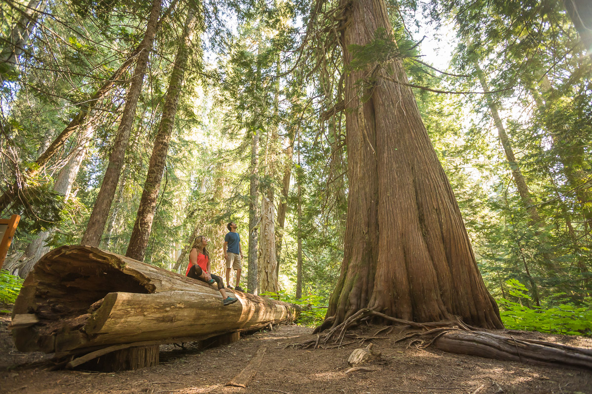 giant-cedars-whistler-JJ073423-web.jpg