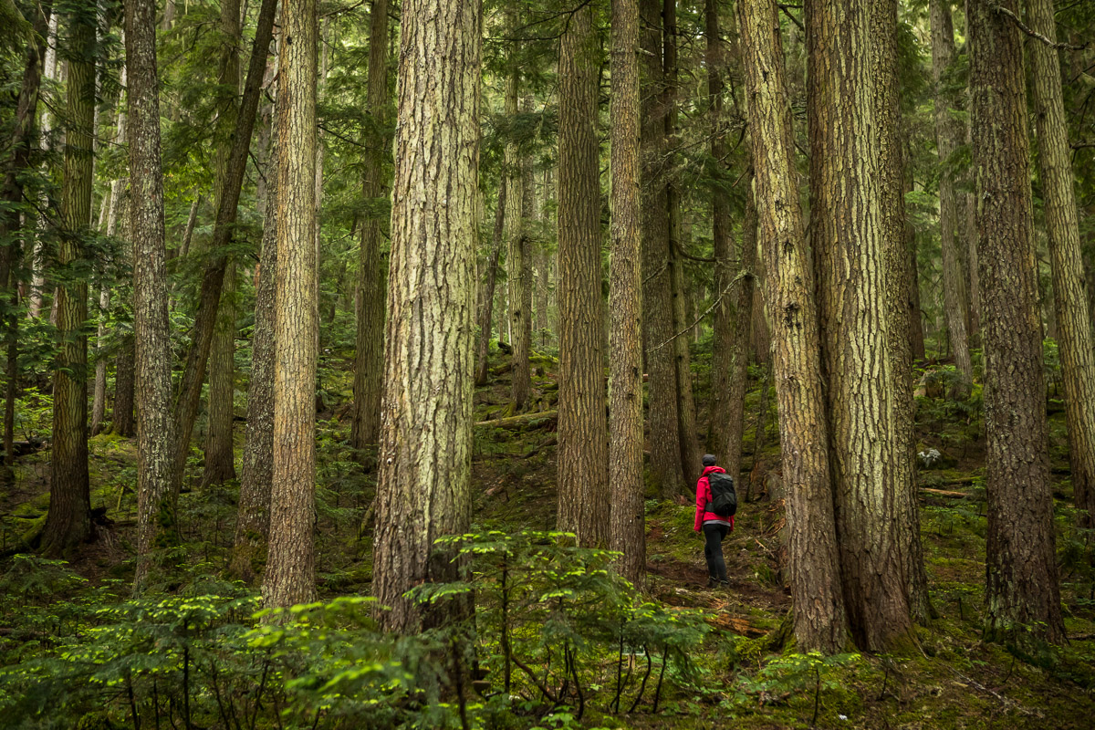 accent-trails-whistler-JJ062360-web.jpg