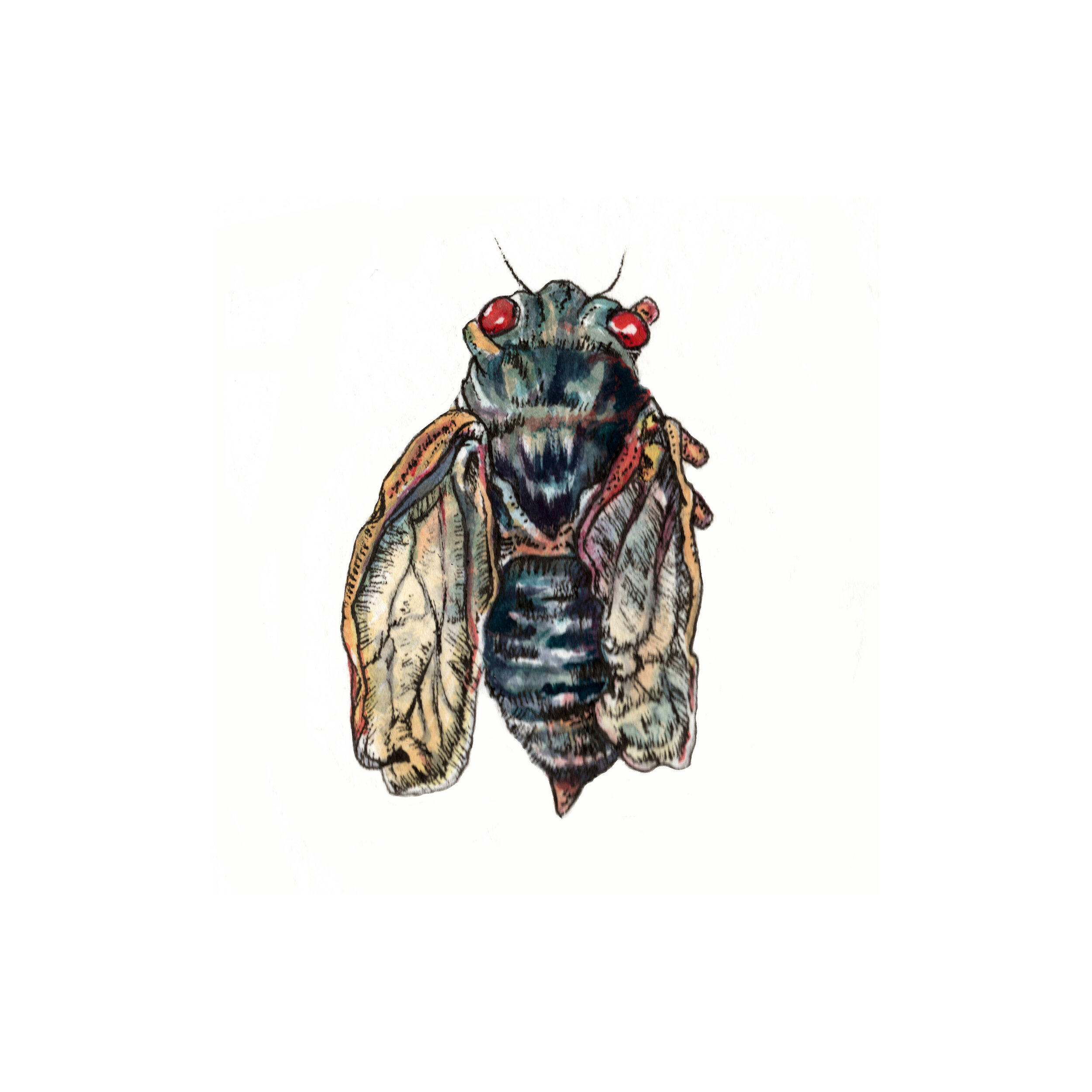 Gouache Cicada 2.jpg
