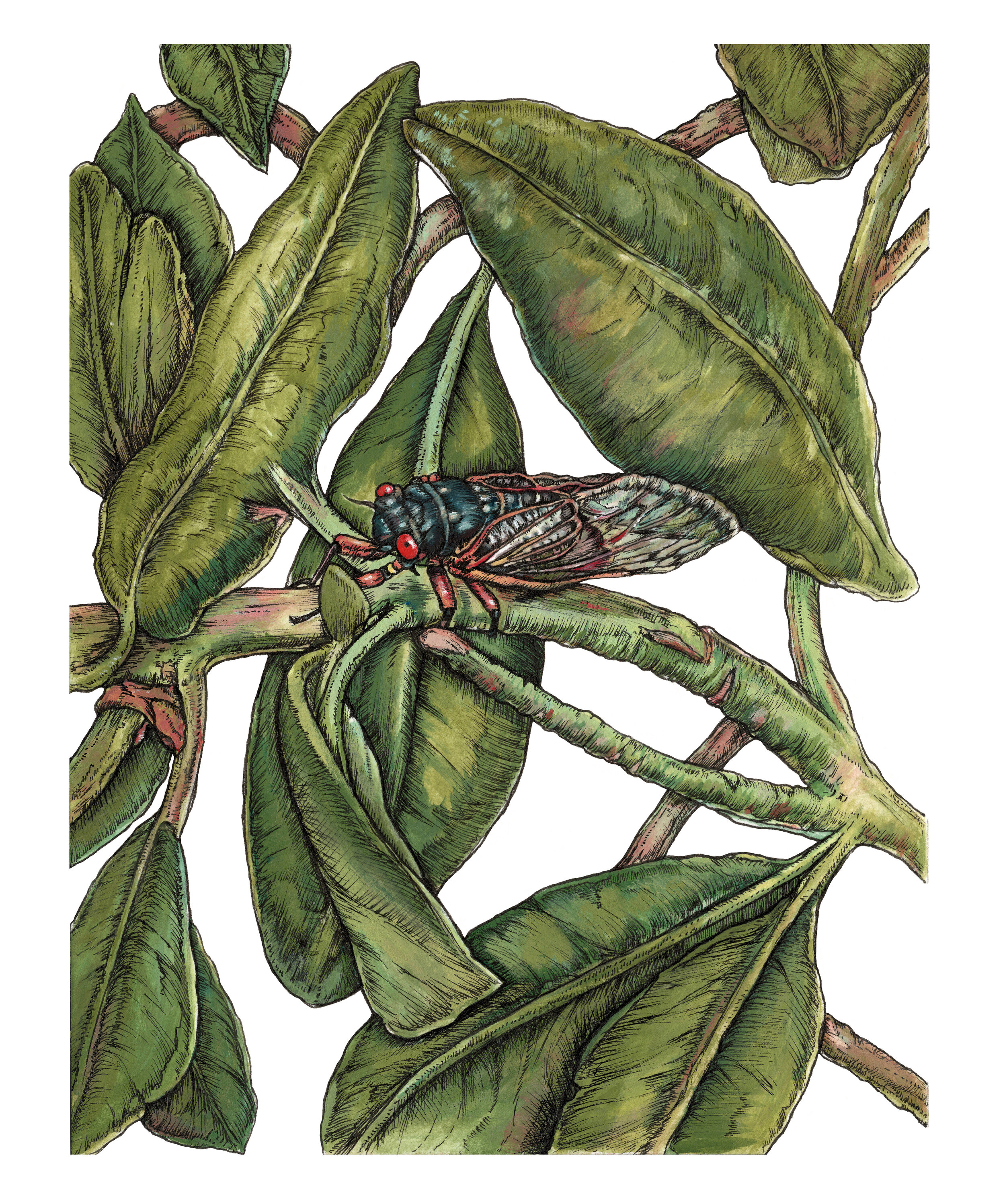 Gouache_Pink and green cicada resize.jpg