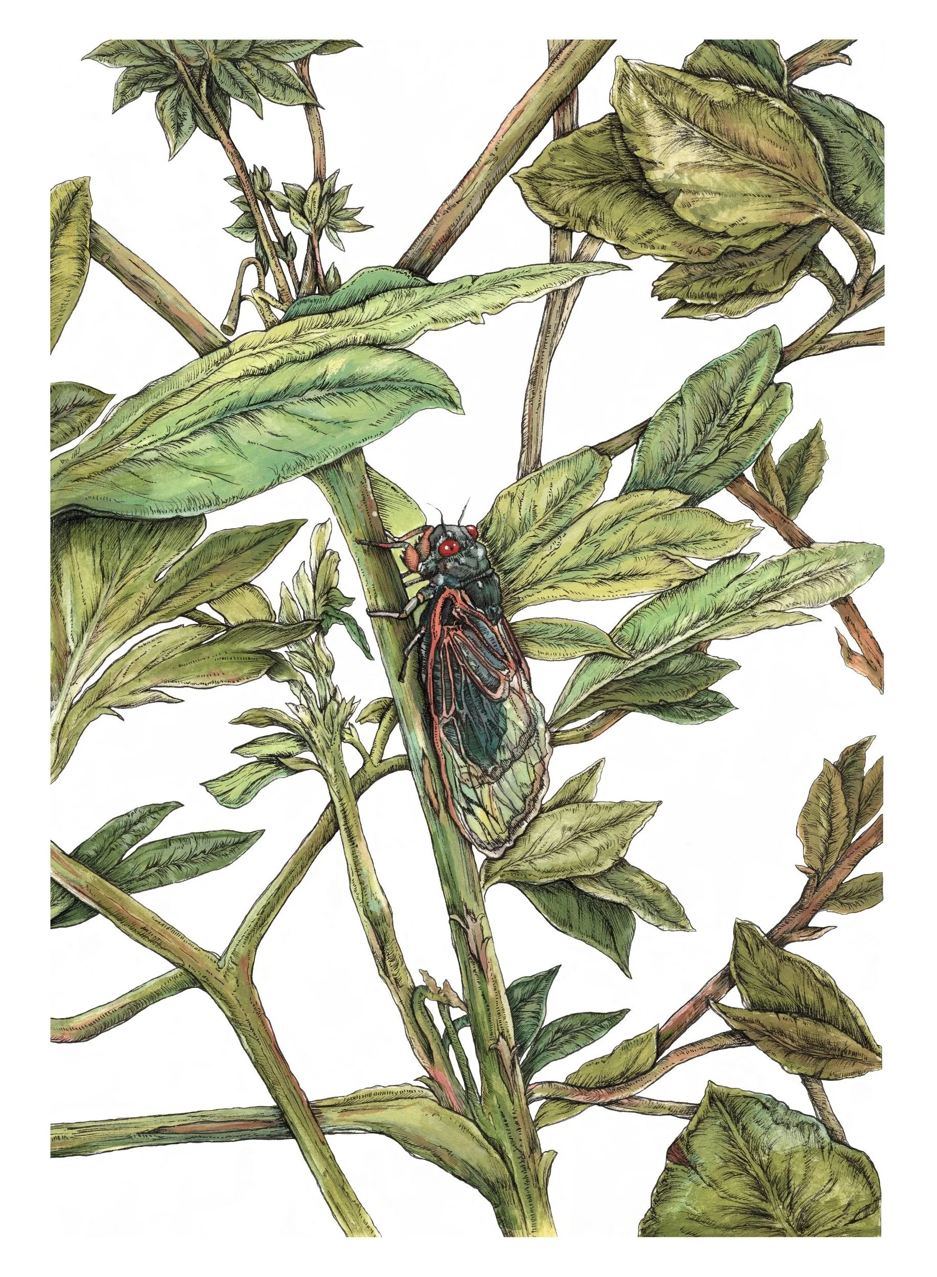 Gouache+Cicada+Jungle+Resize.jpg