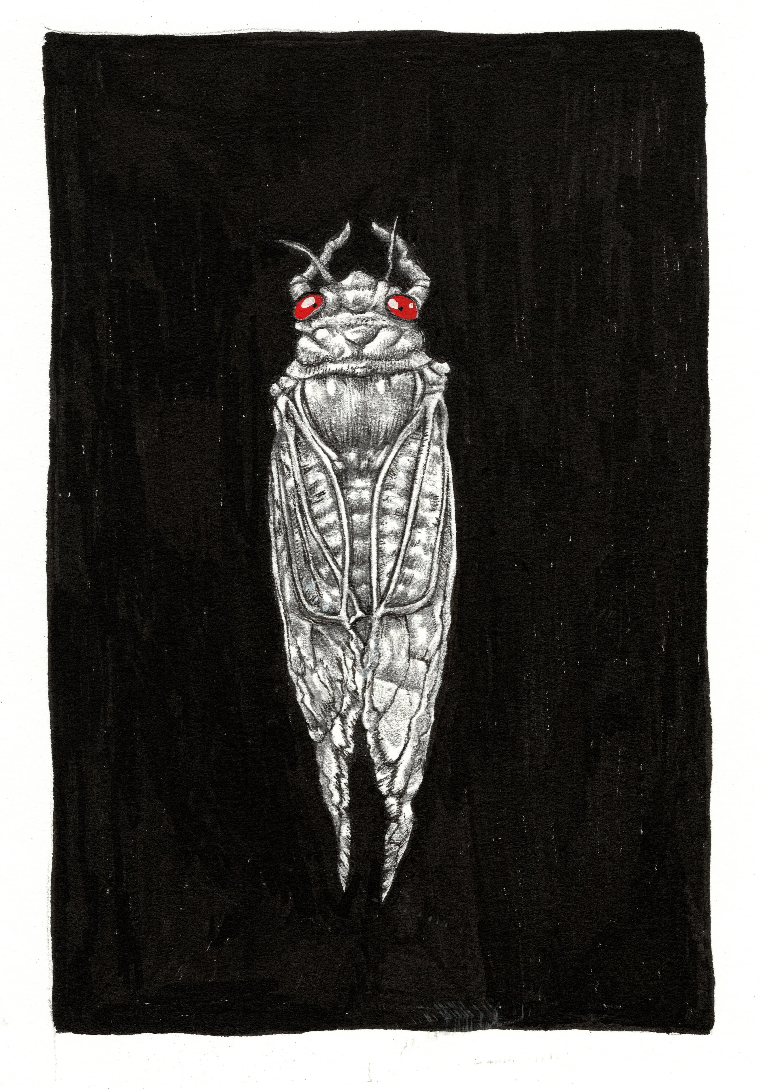 cicada bw2.jpeg