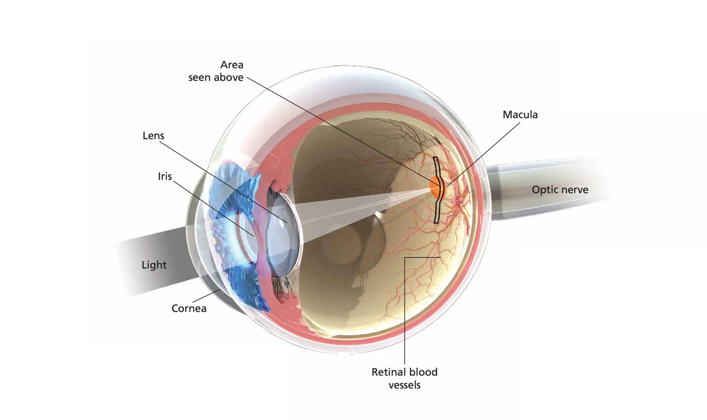 About — Geographic Atrophy