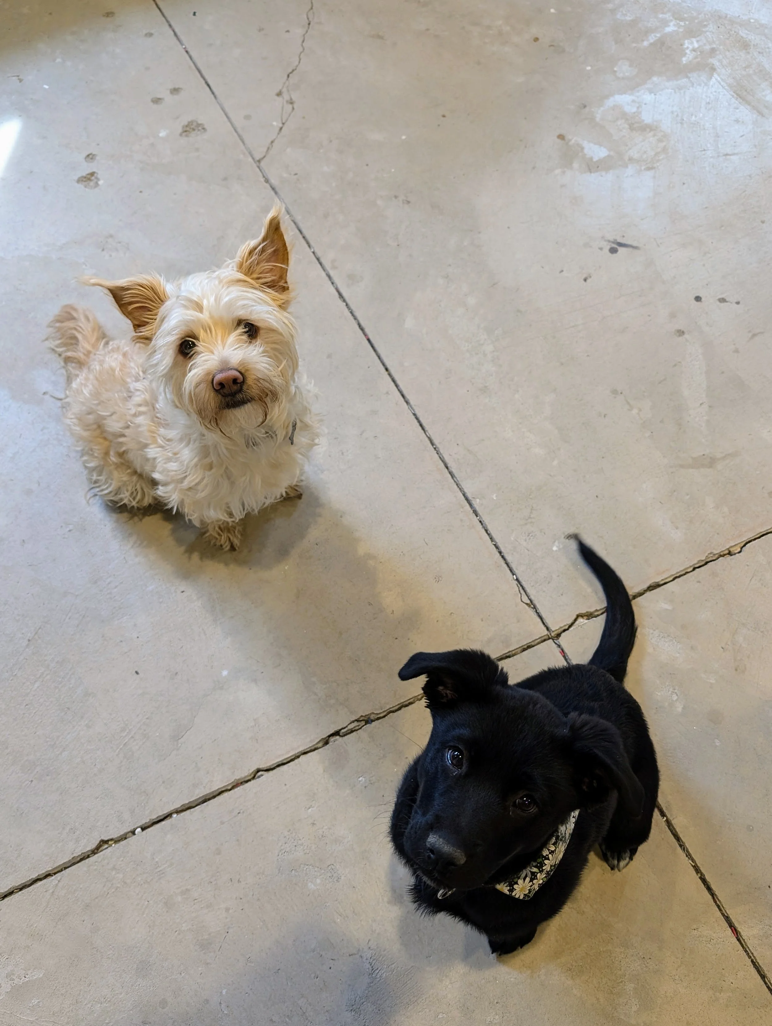 Pickle and Daisy.jpg
